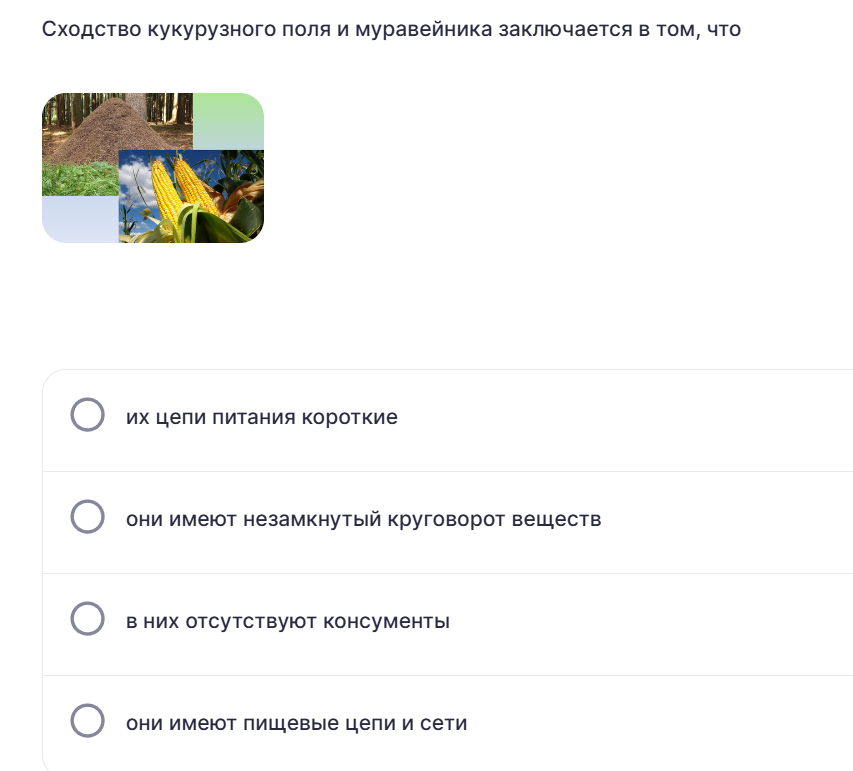 Фото задания: Основываясь на изображении, определите сходство между кукурузным полем и муравейником.