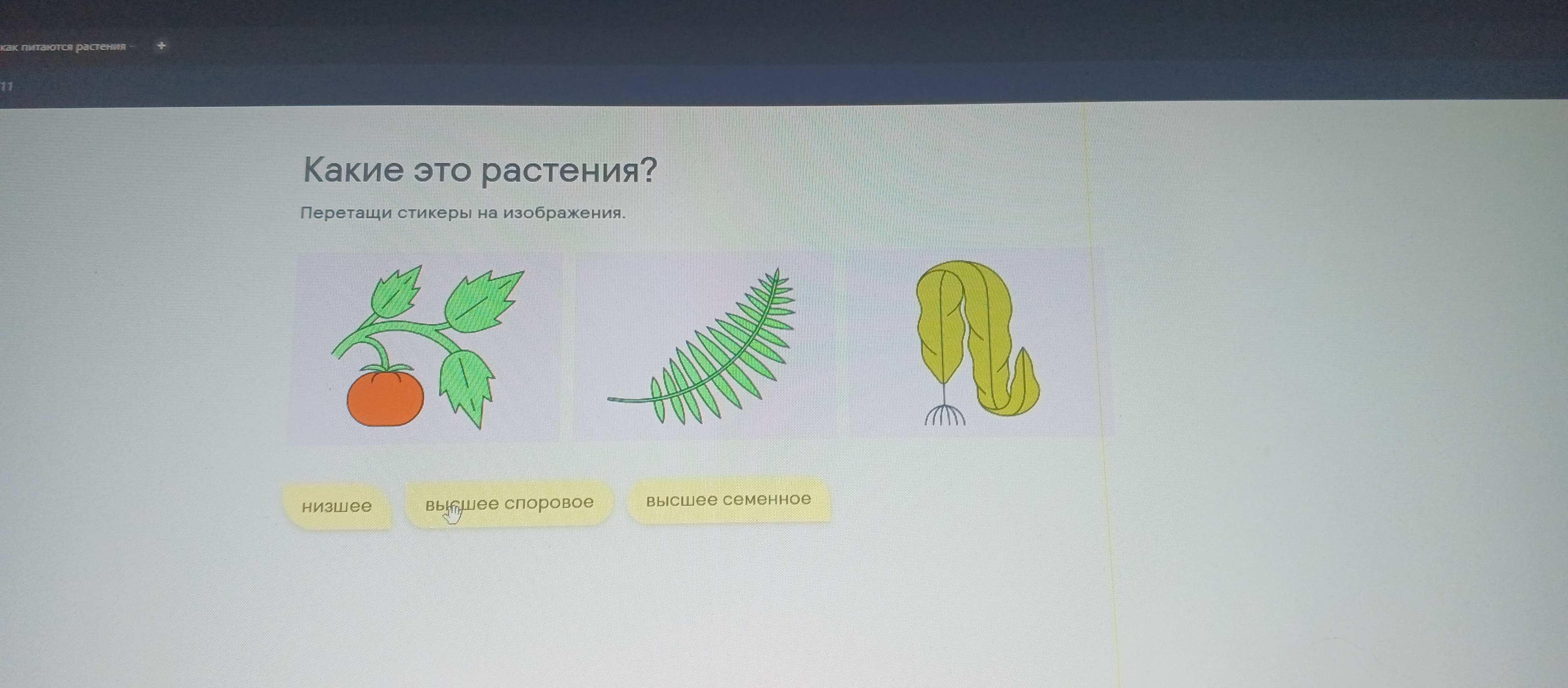 Фото задания: Какие это растения? Перетащи стикеры на изображения.