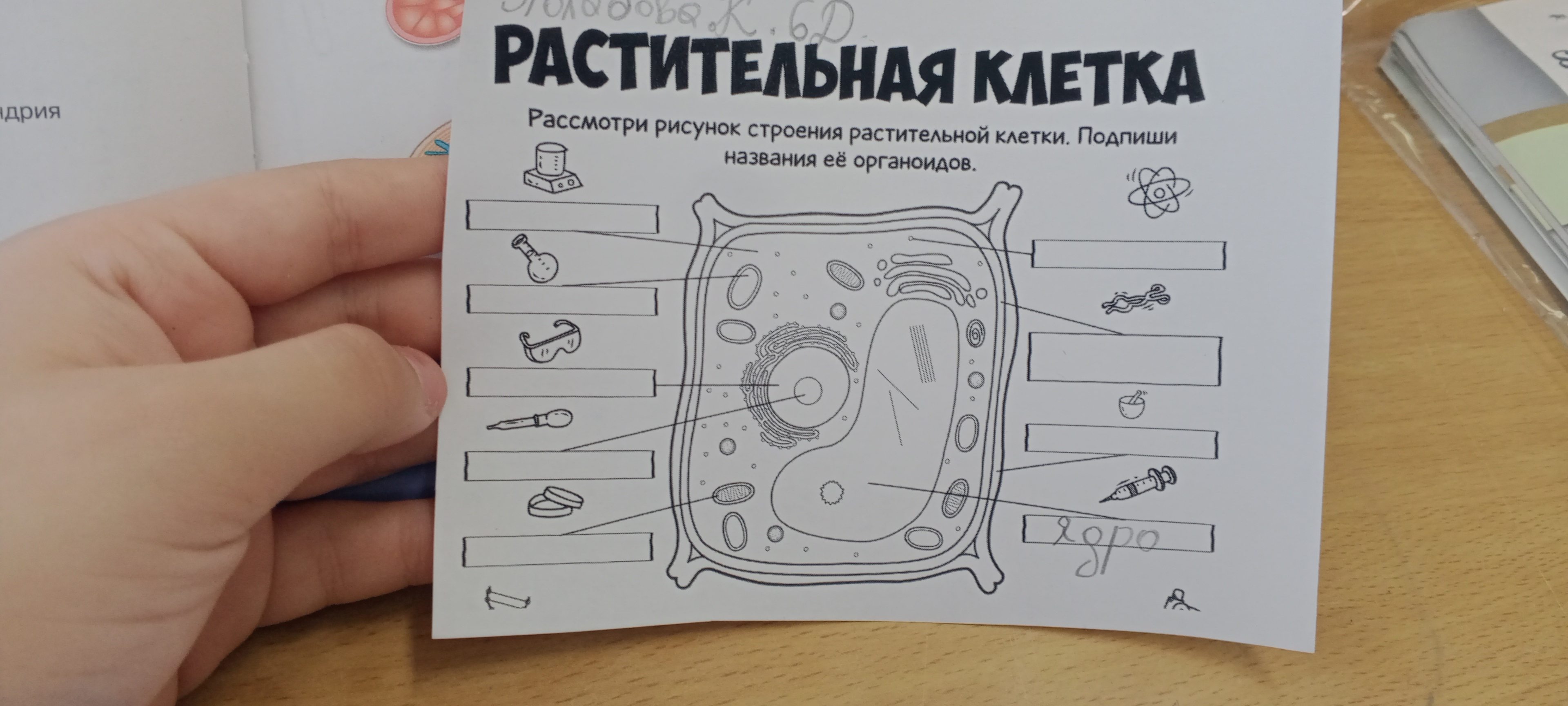 Фото задания: Рассмотри рисунок строения растительной клетки. Подпиши названия её органоидов.