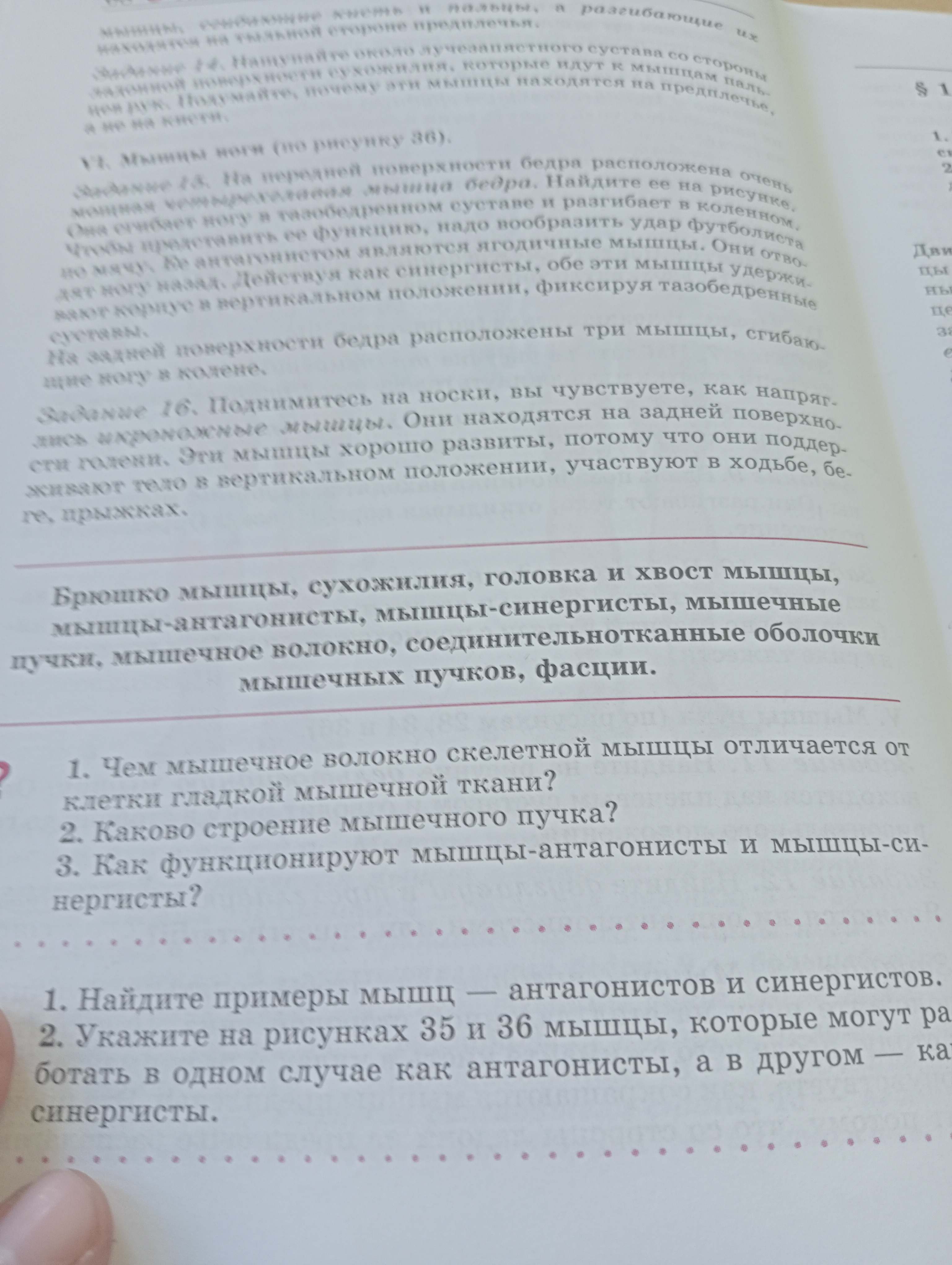 Фото задания: 2. Каково строение мышечного пучка?