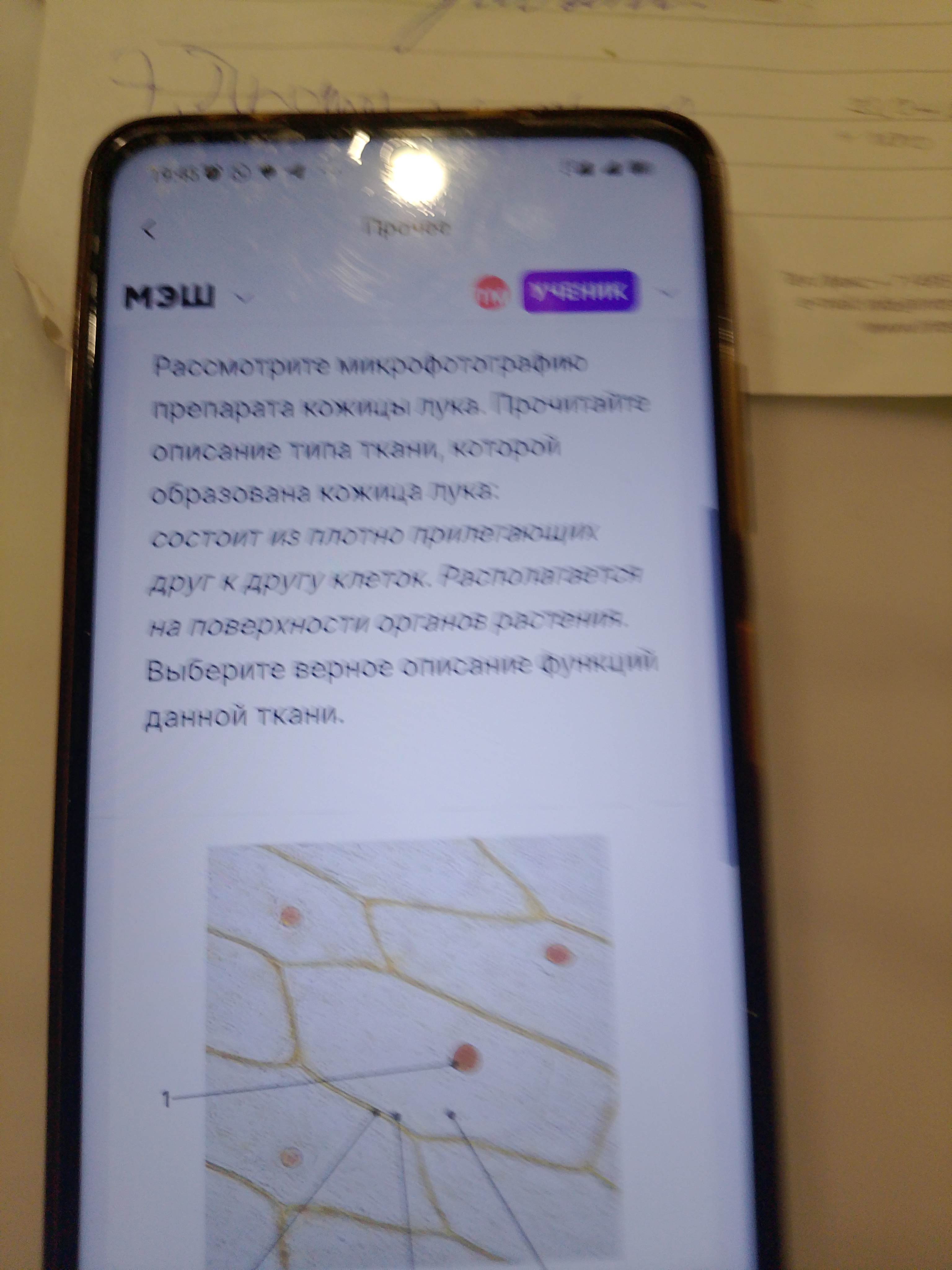 Фото задания: Рассмотрите микрофотографию препарата кожицы лука. Прочитайте описание типа ткани, которой образована кожица лука: состоит из…