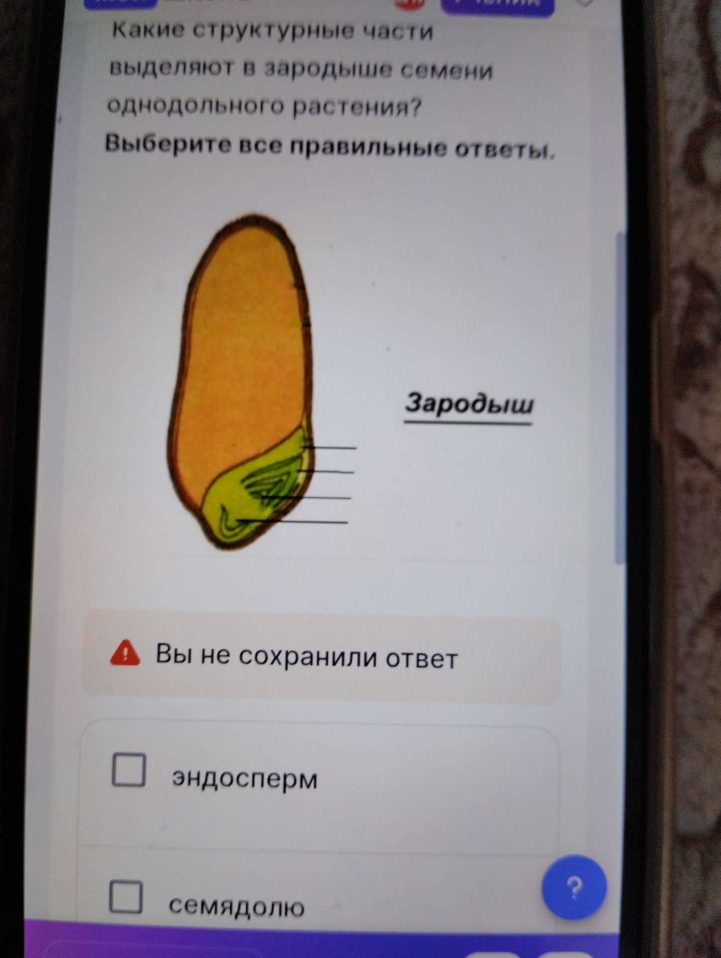 Фото задания: Какие структурные части выделяют в зародыше семени однодольного растения? Выберите все правильные ответы.