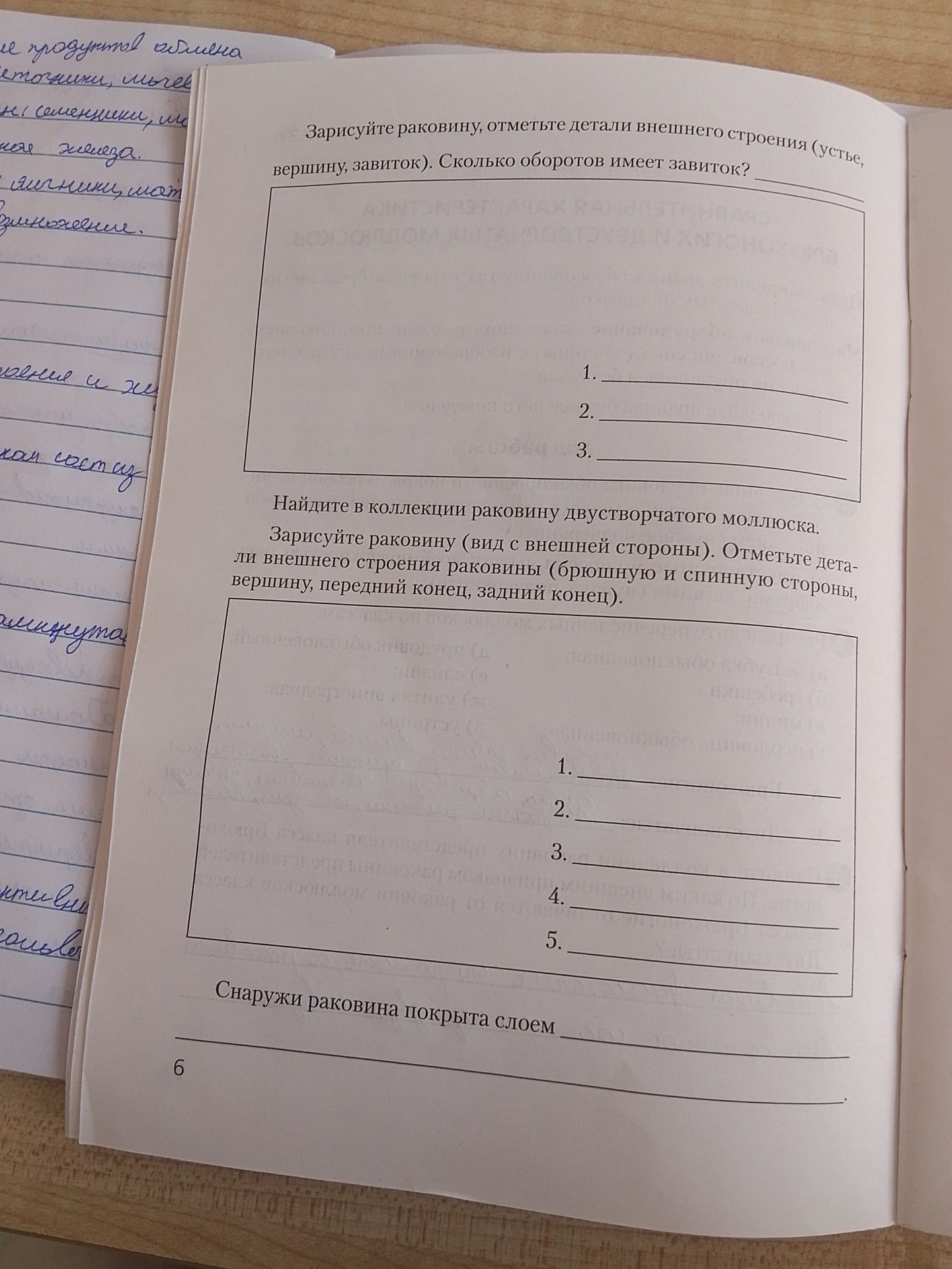 Фото задания: Зарисуйте раковину, отметьте детали внешнего строения (устье, вершину, завиток). Сколько оборотов имеет завиток?