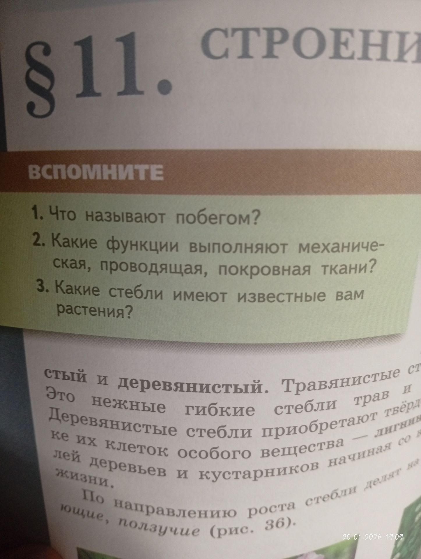 Фото задания: 3. Какие стебли имеют известные вам растения?