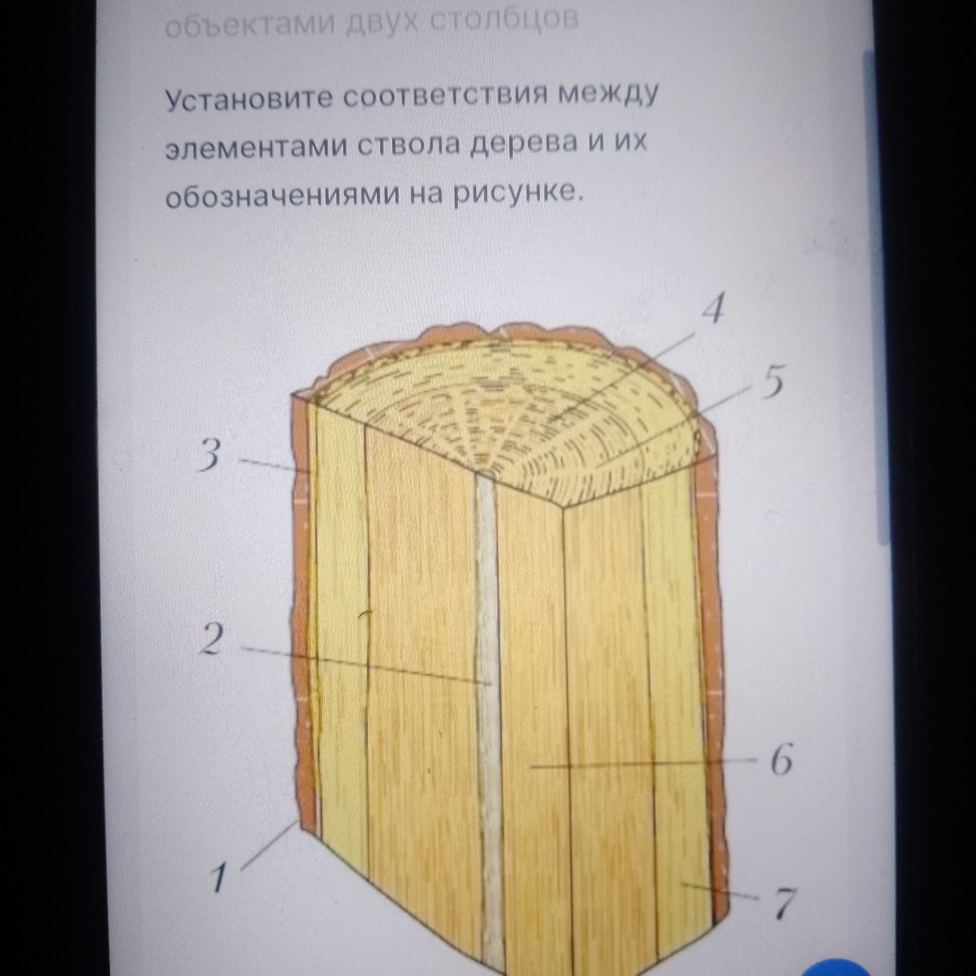 Фото задания: Установите соответствия между элементами ствола дерева и их обозначениями на рисунке.