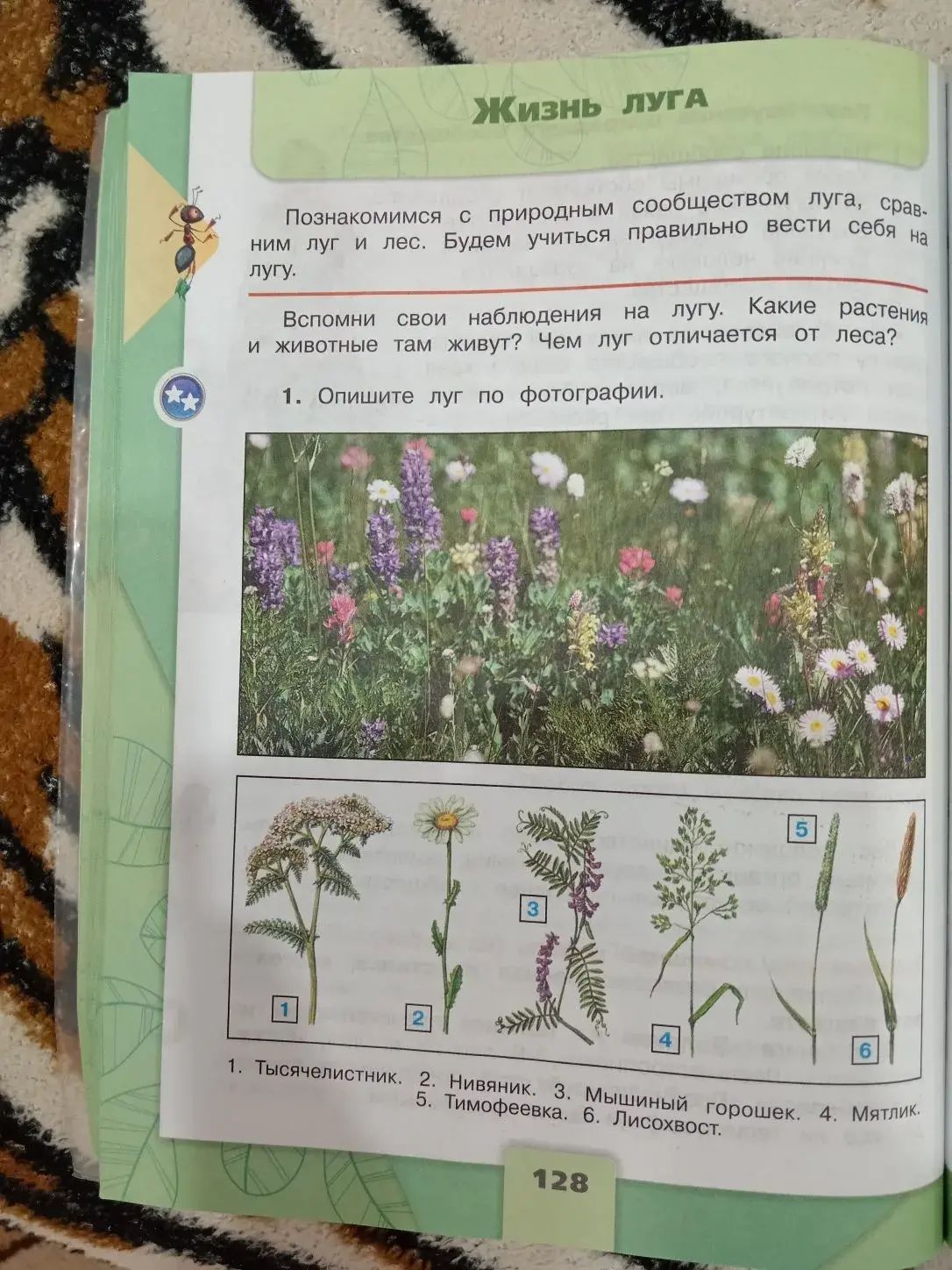 Фото задания: 1. Опишите луг по фотографии.
