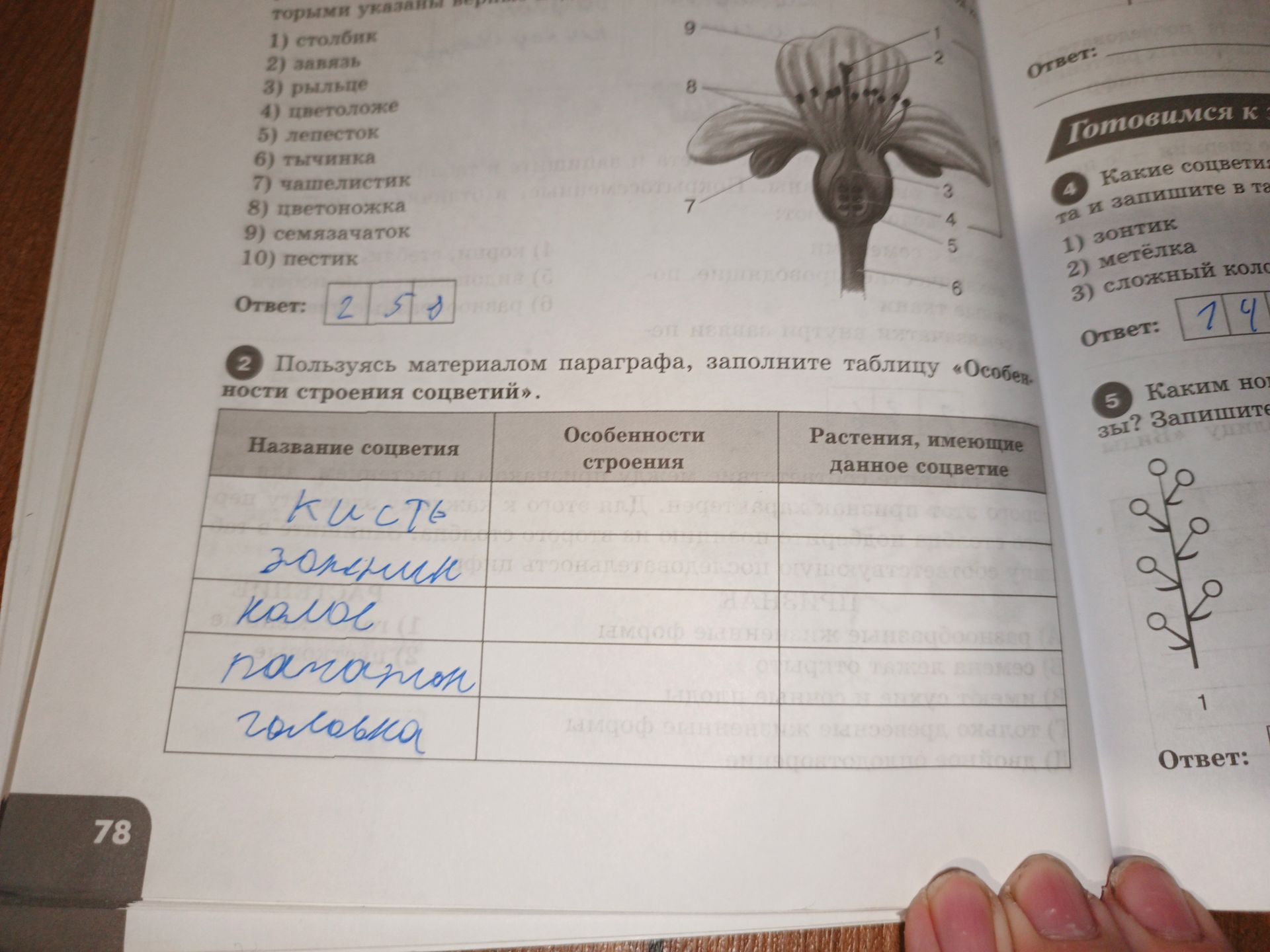 Фото задания: Пользуясь материалом параграфа, заполните таблицу «Особенности строения соцветий».