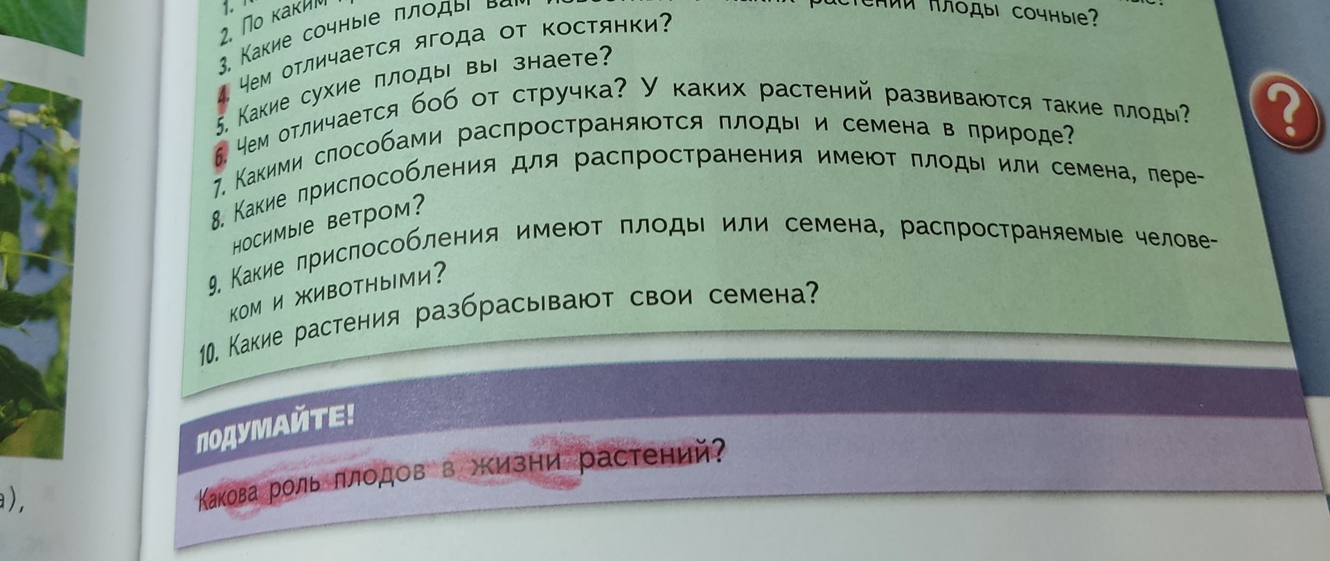Фото задания: Какие растения разбрасывают свои семена?