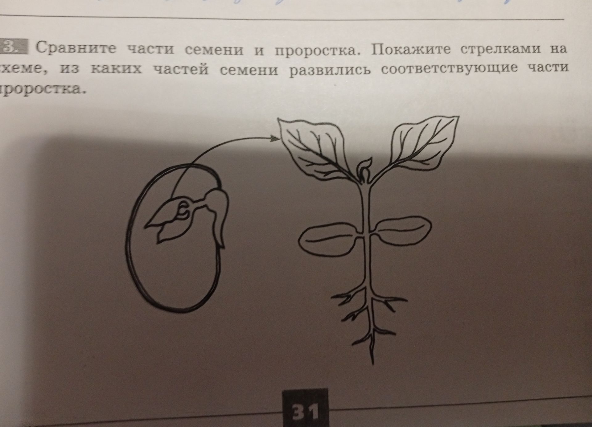 Фото задания: Сравните части семени и проростка. Покажите стрелками на схеме, из каких частей семени развились соответствующие части…