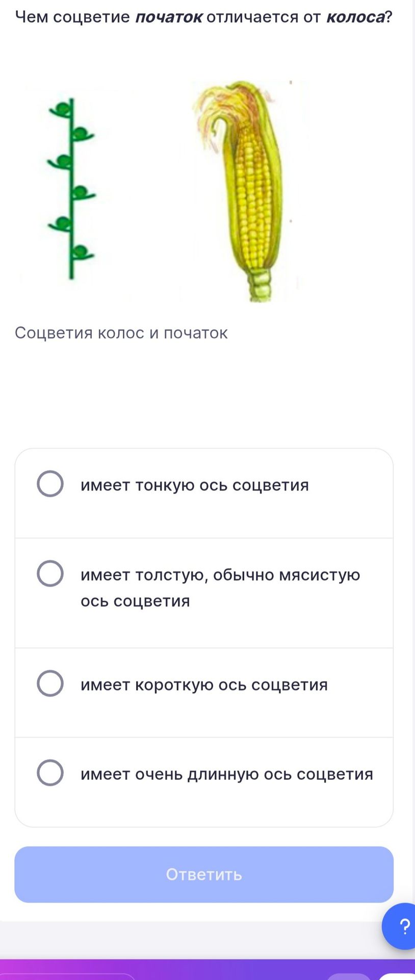 Фото задания: Чем соцветие початок отличается от колоса?