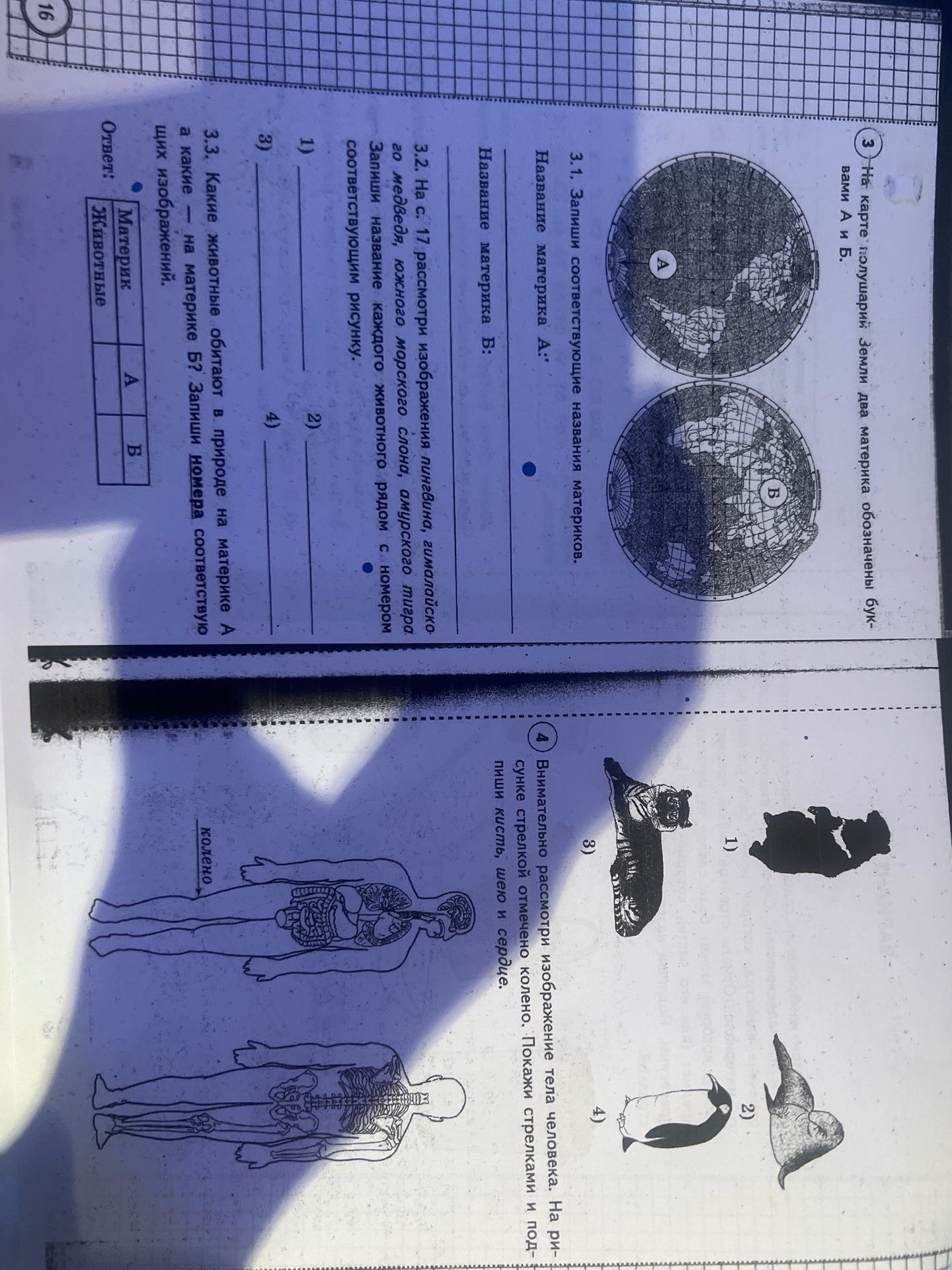 Фото задания: 4) Внимательно рассмотри изображение тела человека. На рисунке стрелкой отмечено колено. Покажи стрелками и подпиши кисть,…