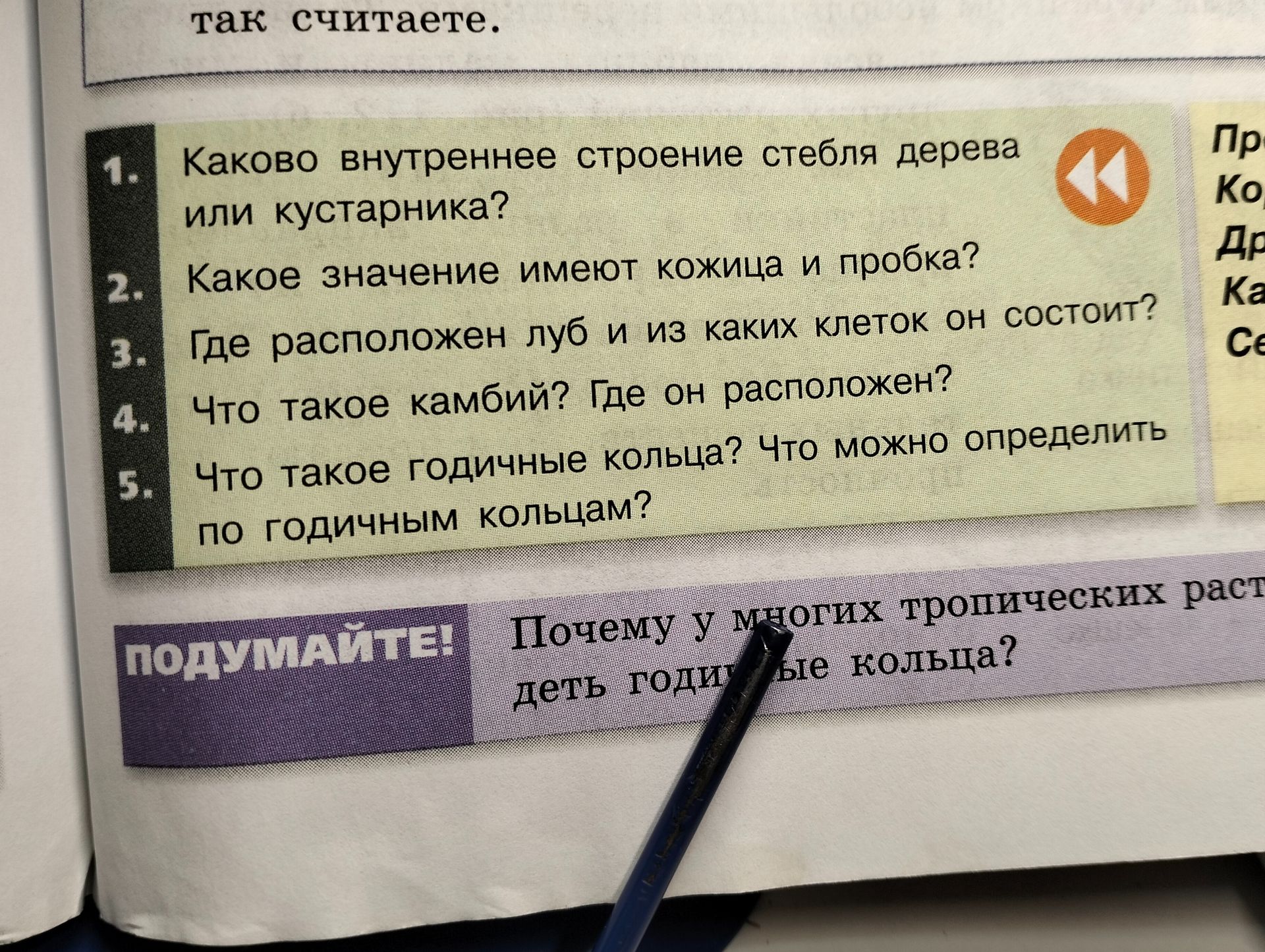 Фото задания: Что такое камбий? Где он расположен?