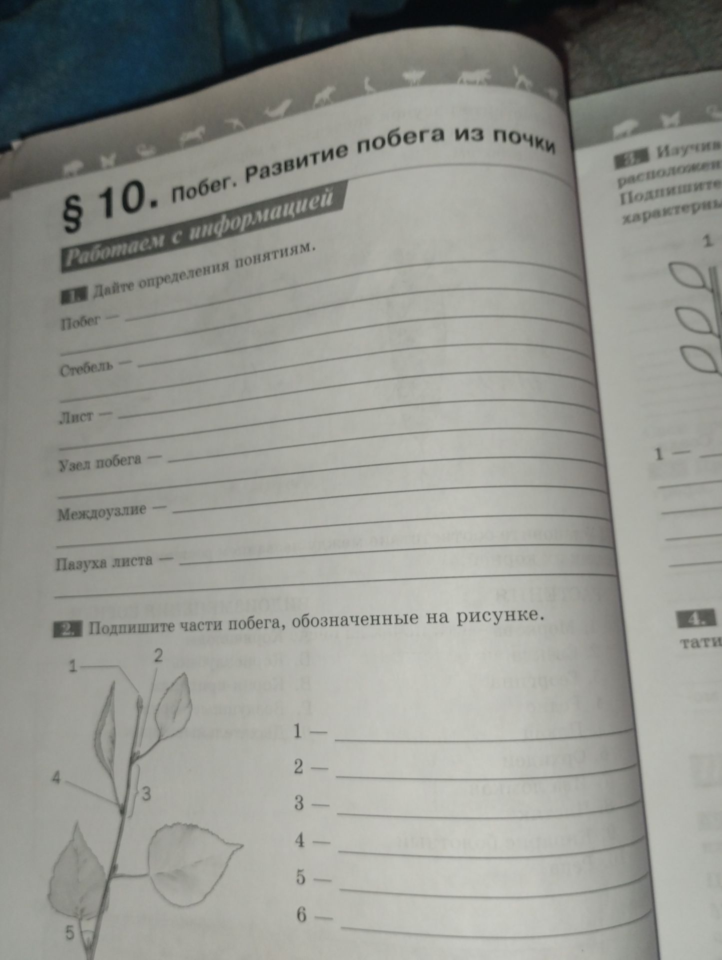 Фото задания: 1. Дайте определения понятиям. Побег - Стебель - Лист - Узел побега - Междоузлие - Пазуха листа -