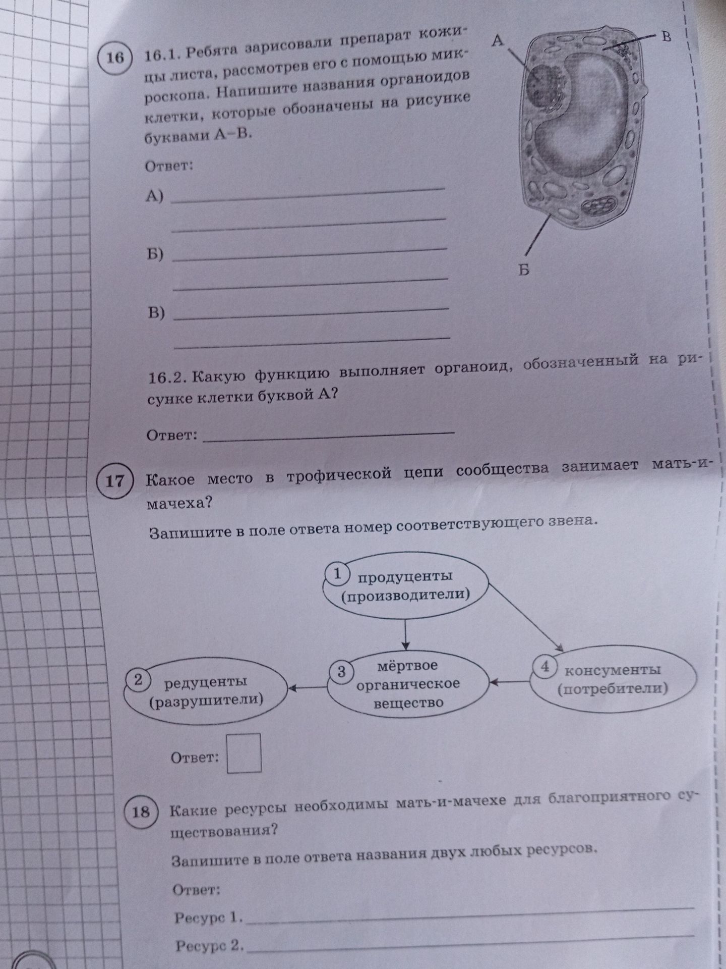 Фото задания: 16.1. Ребята зарисовали препарат кожицы листа, рассмотрев его с помощью микроскопа. Напишите названия органоидов клетки,…