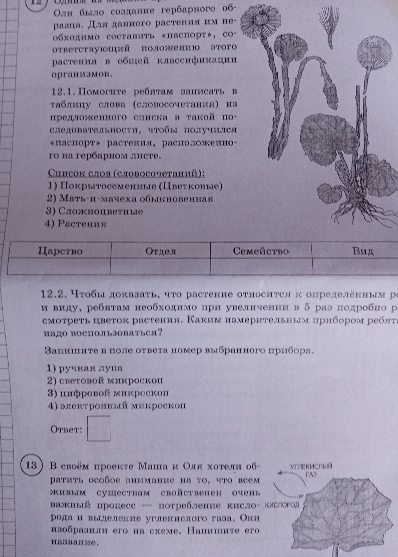 Фото задания: 13 В своём проекте Маша и Оля хотели обратить особое внимание на то, что всем живым существам свойственен очень важный…