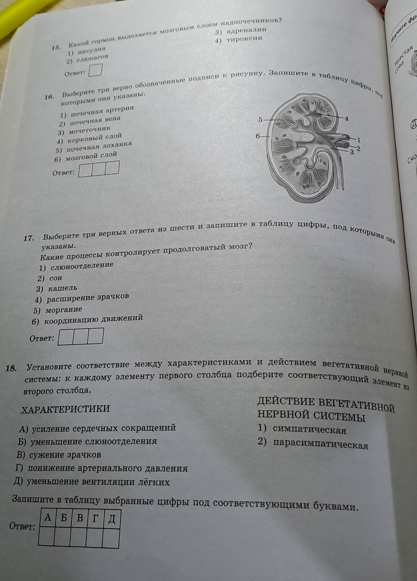 Фото задания: 18. Установите соответствие между характеристиками и действием вегетативной нервной системы: к каждому элементу первого…