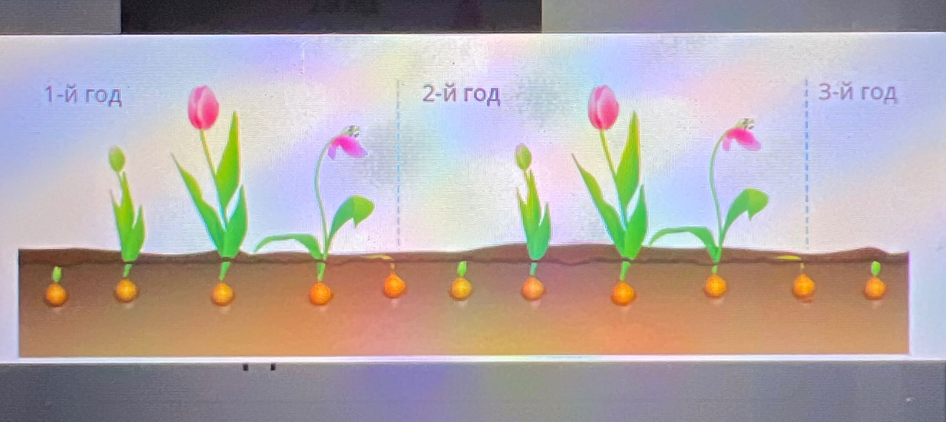Фото задания: This image shows the growth of a plant over three years. Please describe the stages of growth shown for each year.