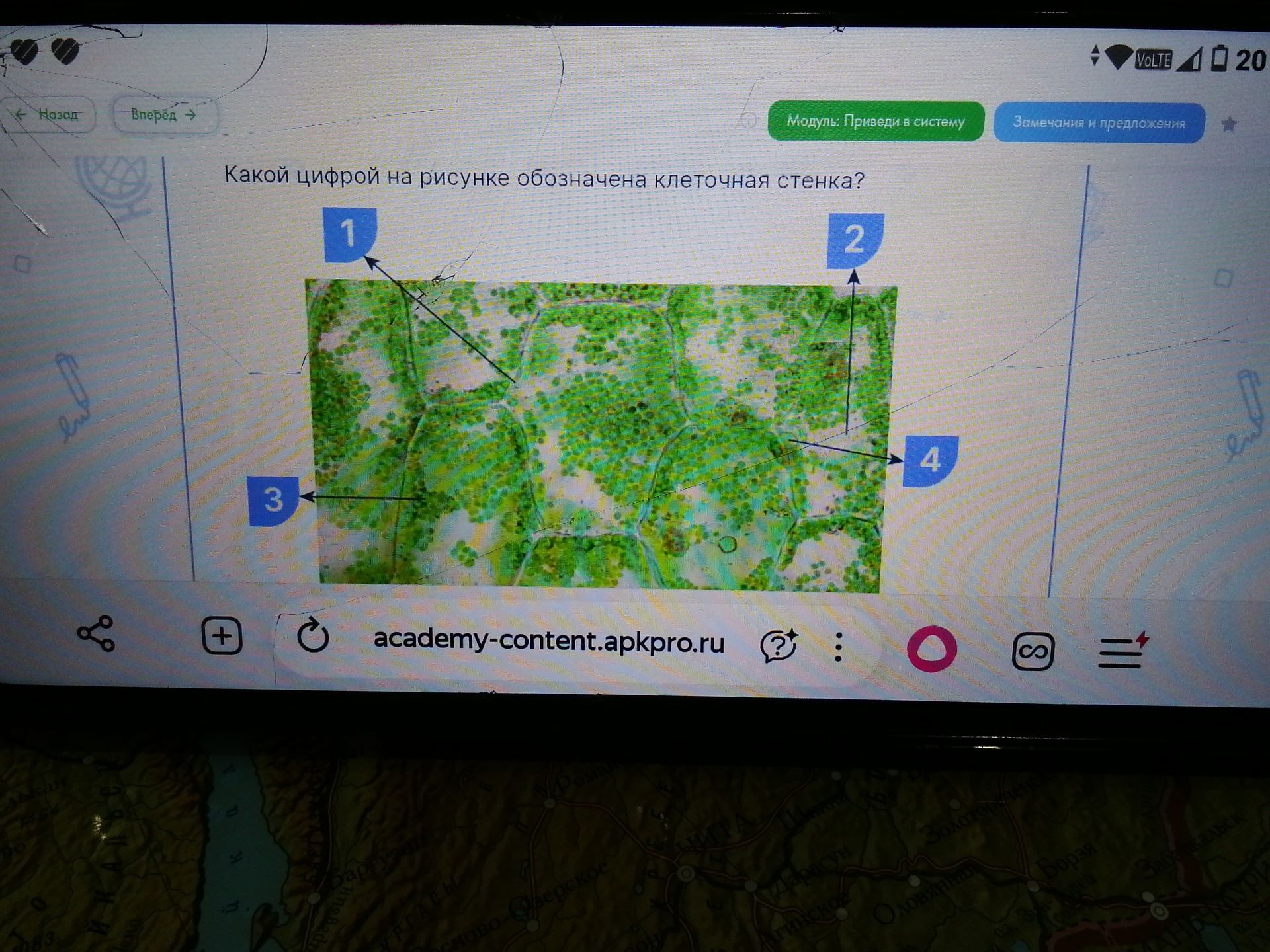 Фото задания: Какой цифрой на рисунке обозначена клеточная стенка?