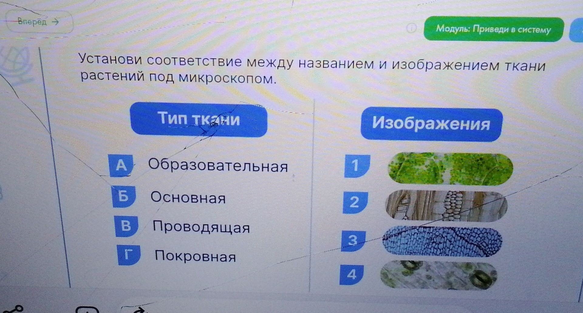 Фото задания: Установи соответствие между названием и изображением ткани растений под микроскопом.