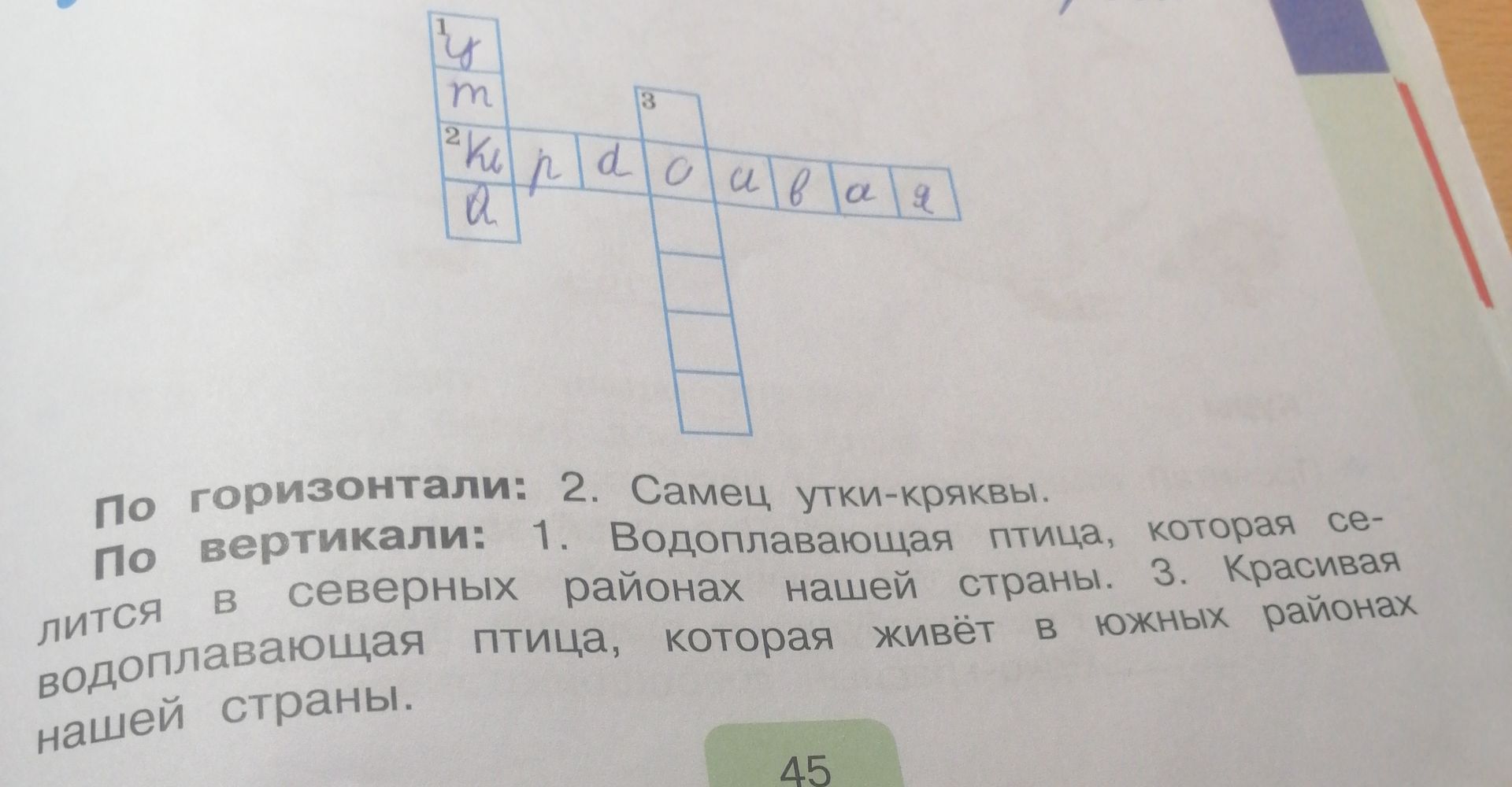 Фото задания: По горизонтали: 2. Самец утки-кряквы. По вертикали: 1. Водоплавающая птица, которая селится в северных районах нашей…