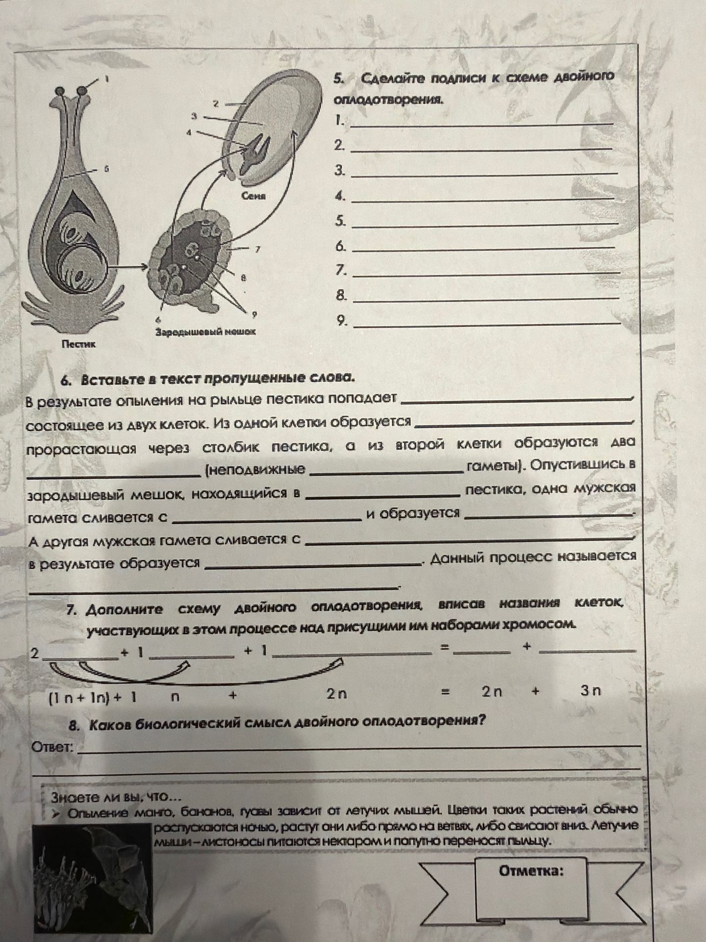 Фото задания: 8. Каков биологический смысл двойного оплодотворения?