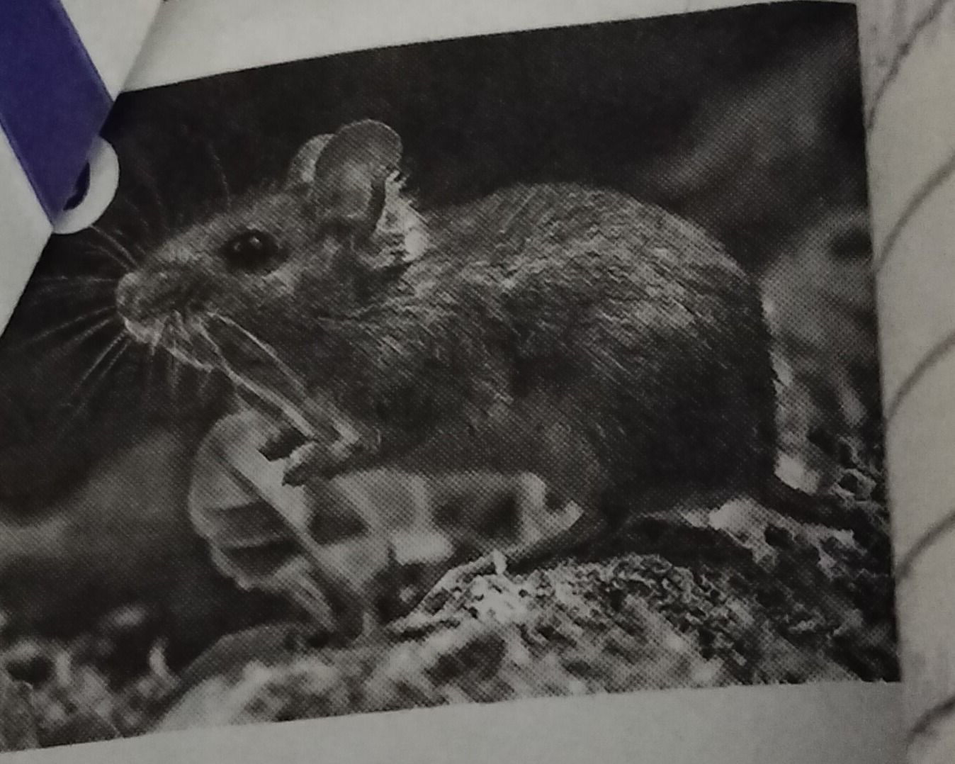Фото задания: The image contains a close-up of a mouse.