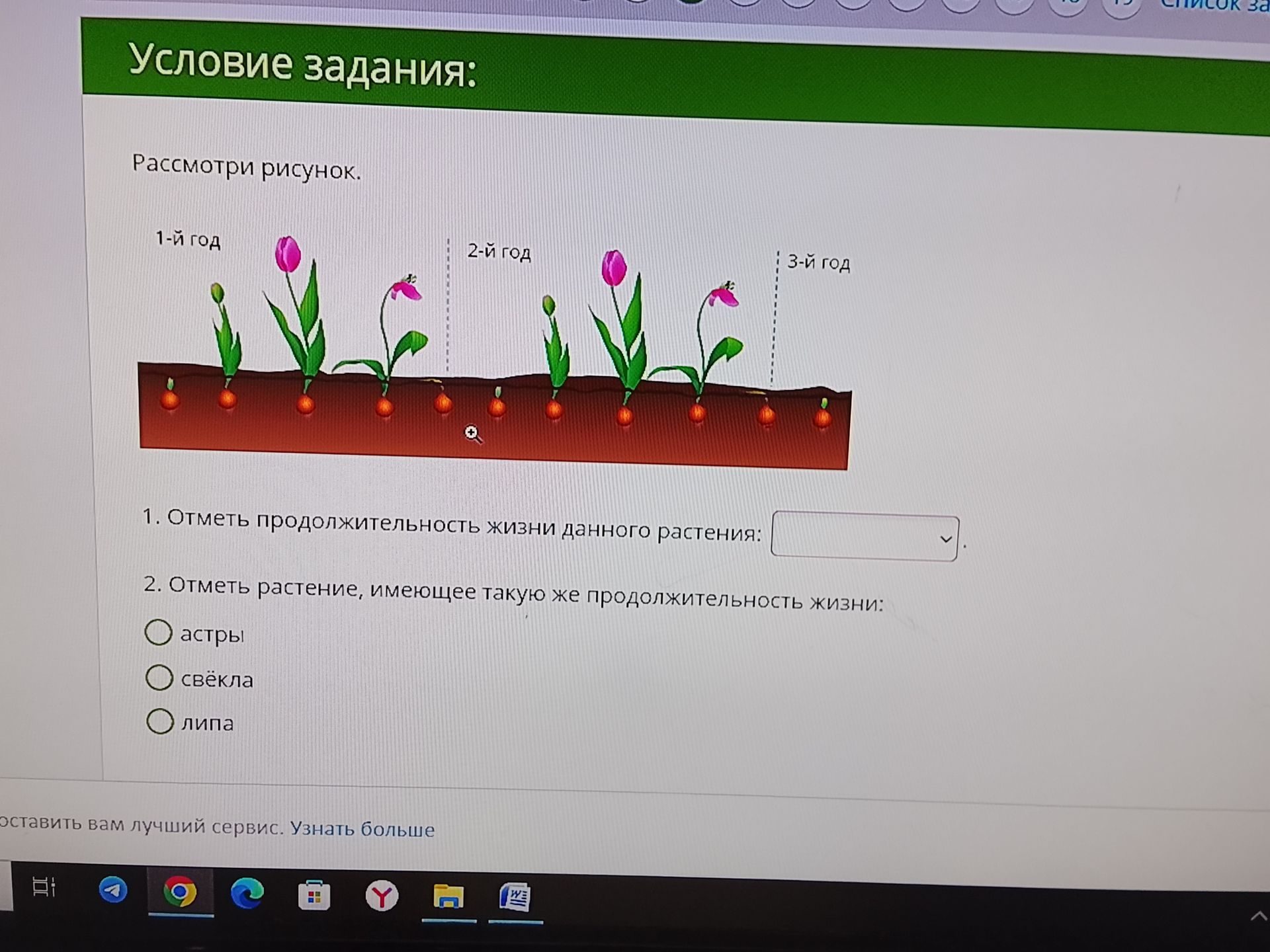 Фото задания: 1. Отметь продолжительность жизни данного растения: 2. Отметь растение, имеющее такую же продолжительность жизни: