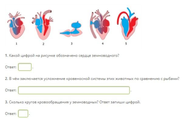 Фото задания: 1. Какой цифрой на рисунке обозначено сердце земноводного?