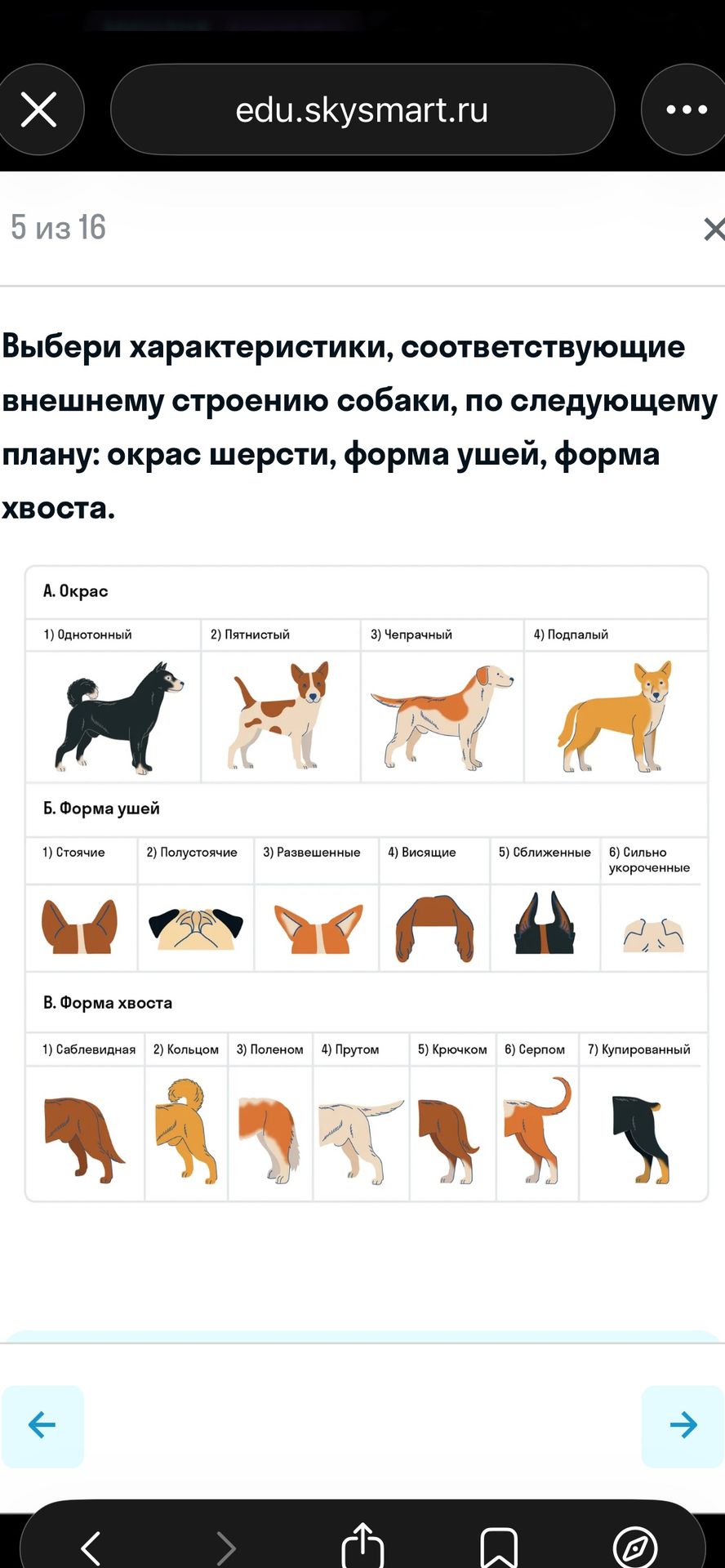 Фото задания: Выбери характеристики, соответствующие внешнему строению собаки, по следующему плану: окрас шерсти, форма ушей, форма хвоста.