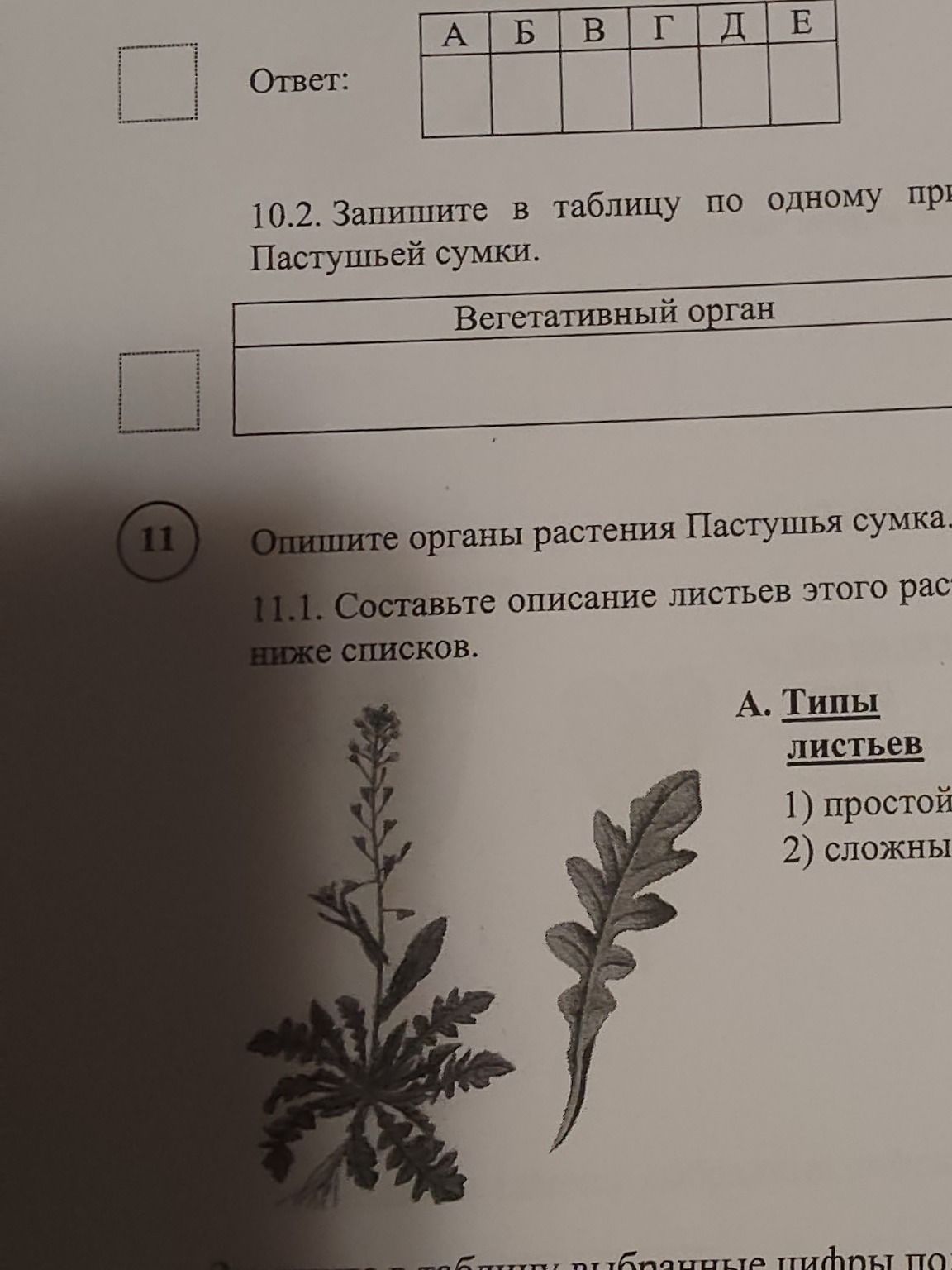 Фото задания: 10.2. Запишите в таблицу по одному признаку вегетативного органа Пастушьей сумки.