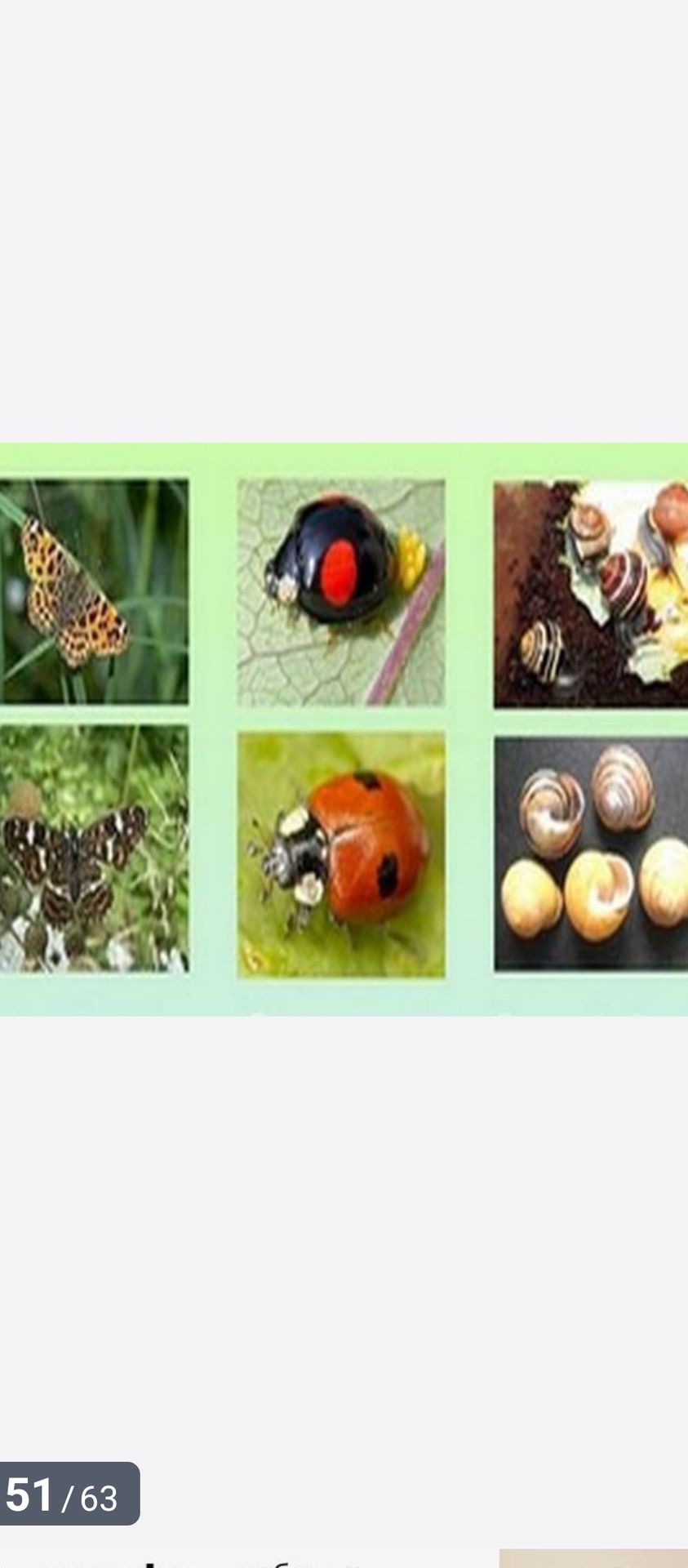 Фото задания: The image displays several close-up shots of insects and snails. Identify each creature shown.