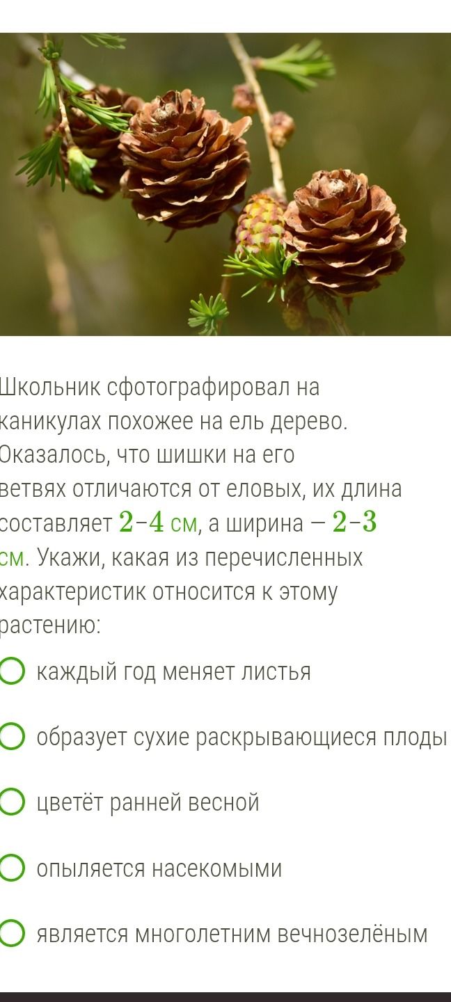 Фото задания: Школьник сфотографировал на каникулах похожее на ель дерево. Оказалось, что шишки на его ветвях отличаются от еловых, их…