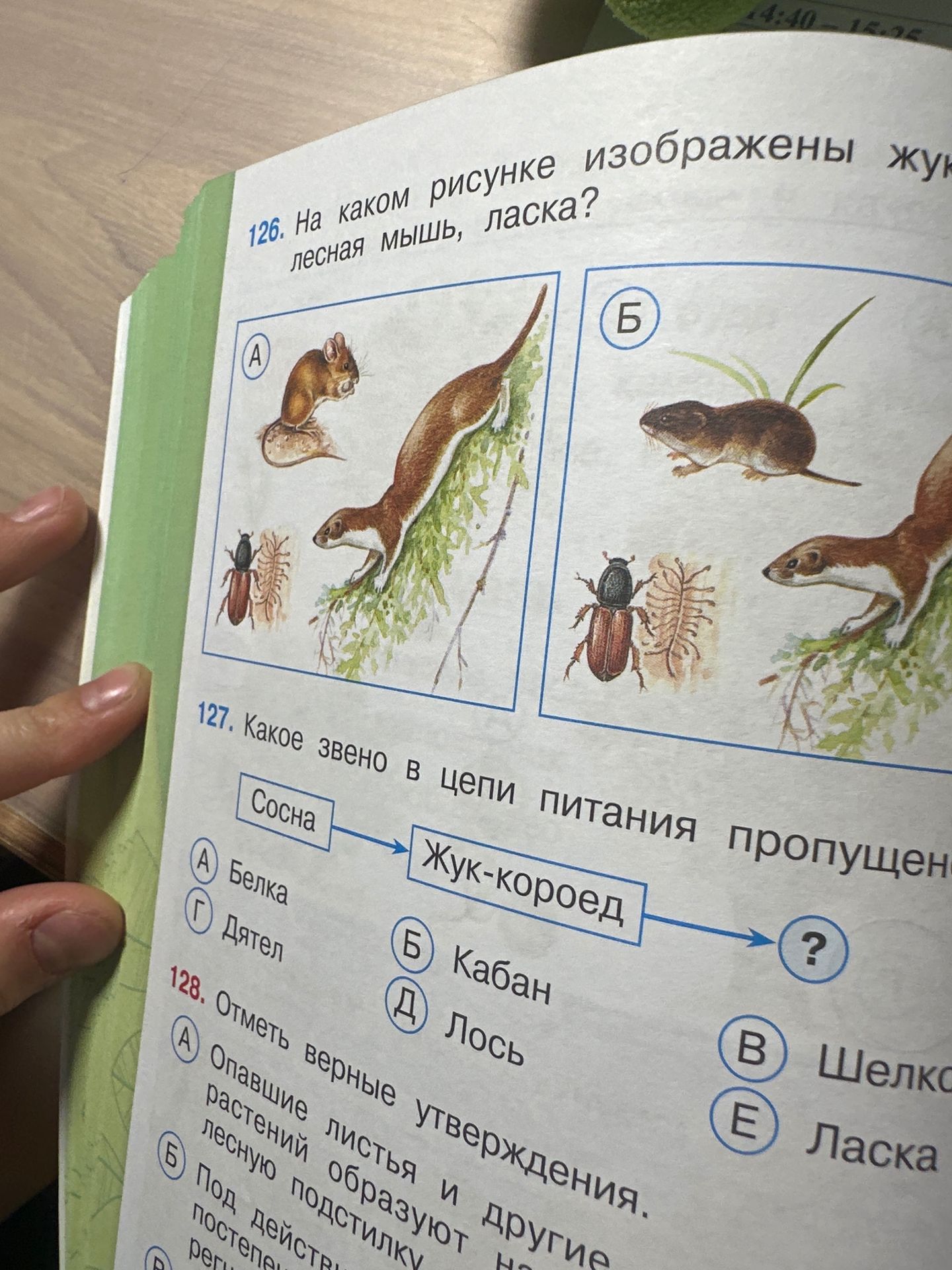 Фото задания: 127. Какое звено в цепи питания пропущено? Сосна → Жук-короед → ?