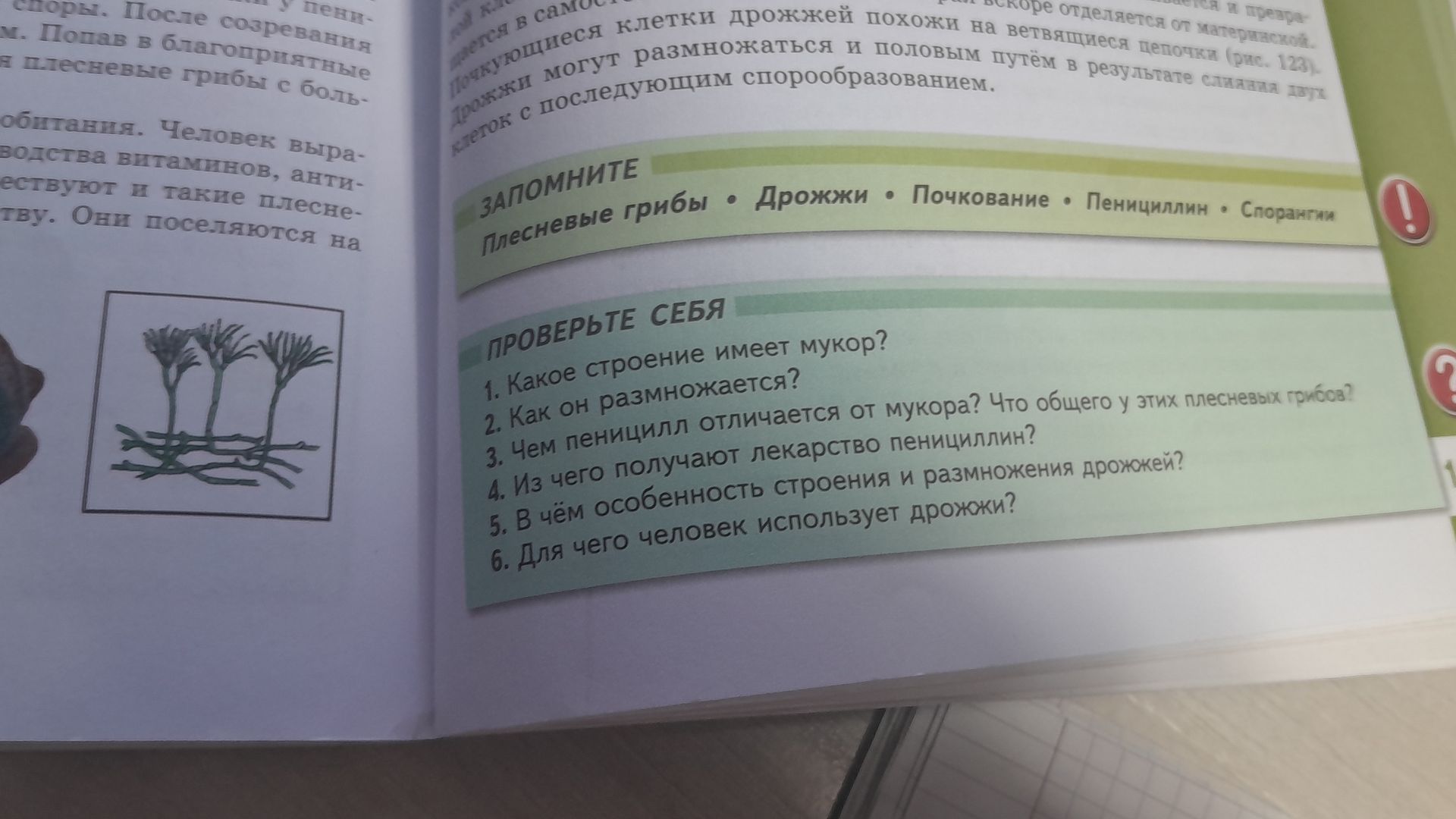 Фото задания: СПОМНИТЕ Плесневые грибы • Дрожжи • Почкование • Пенициллин • Спорангии