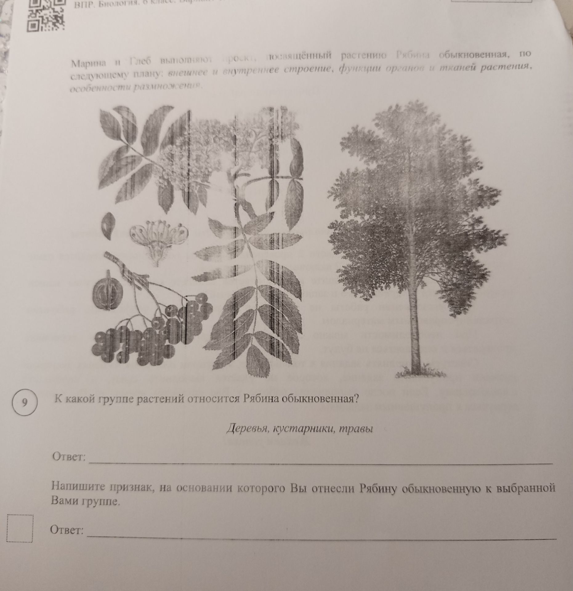 Фото задания: К какой группе растений относится Рябина обыкновенная?