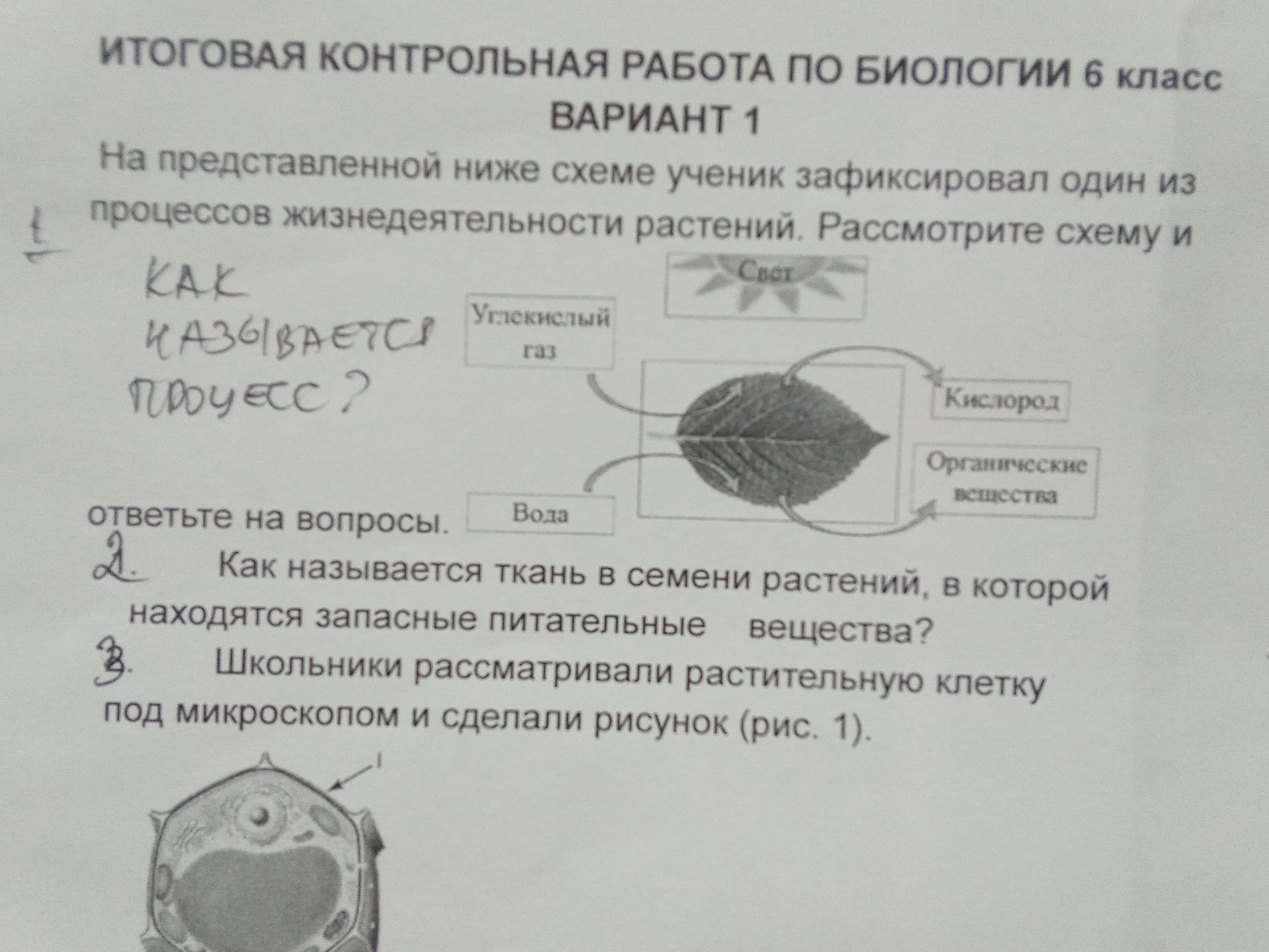 Фото задания: Школьники рассматривали растительную клетку под микроскопом и сделали рисунок (рис. 1).