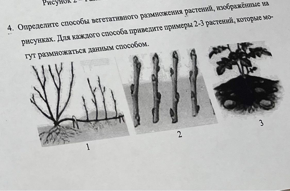 Фото задания: 4. Определите способы вегетативного размножения растений, изображённые на рисунках. Для каждого способа приведите примеры 2-3…