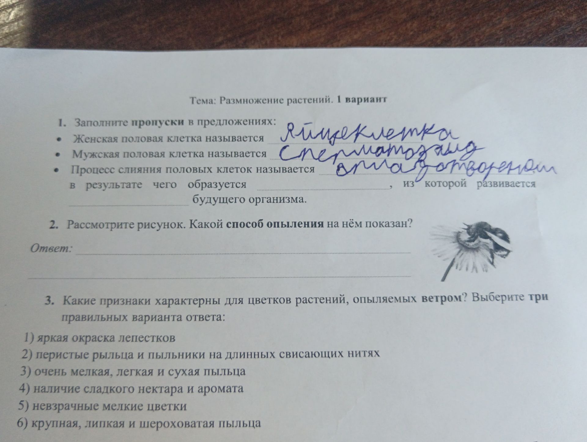 Фото задания: 3. Какие признаки характерны для цветков растений, опыляемых ветром? Выберите три правильных варианта ответа: 1) яркая…