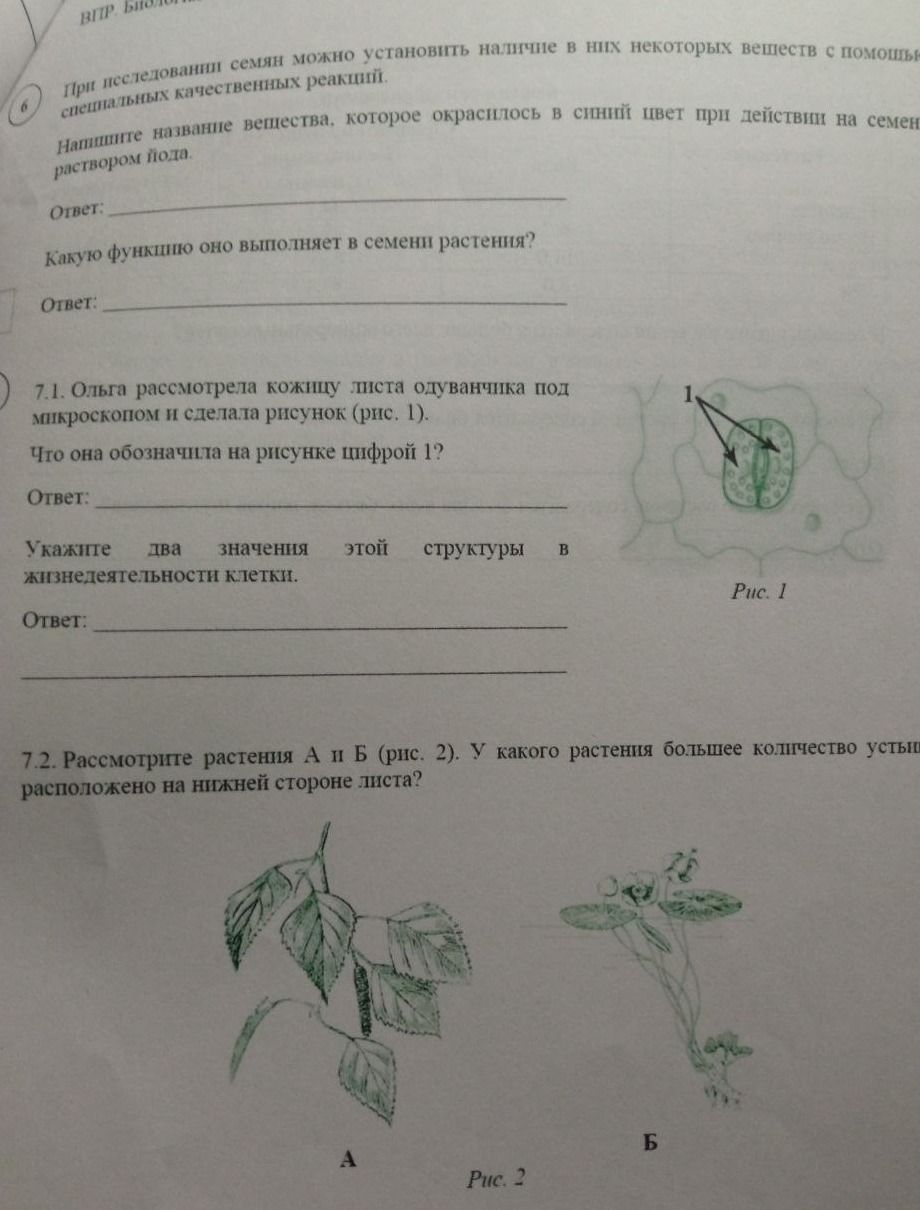 Фото задания: Рассмотрите растения А и Б (рис. 2). У какого растения большее количество устьиц расположено на нижней стороне листа?