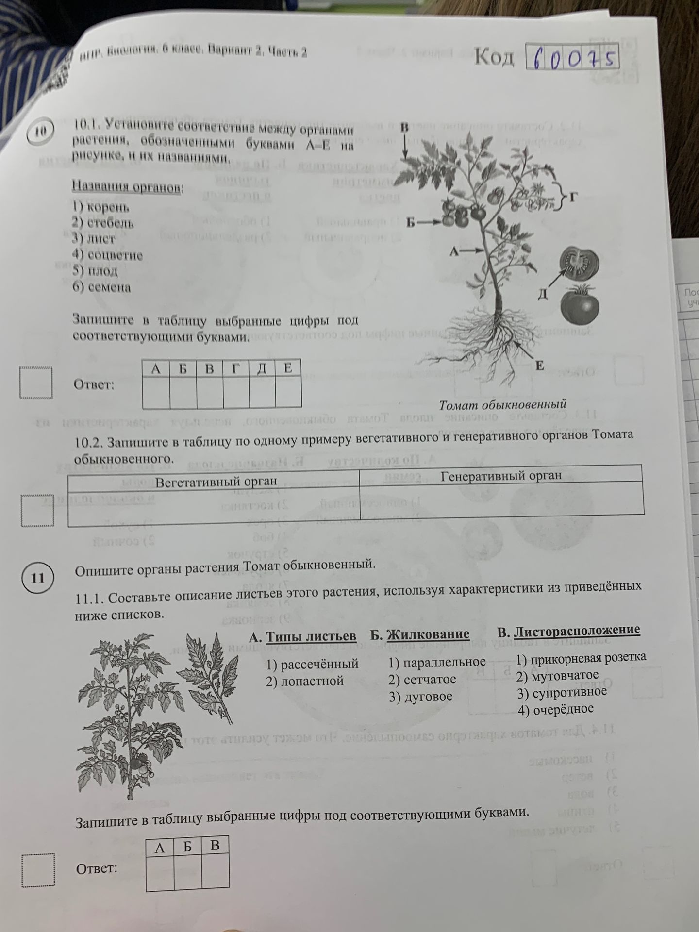 Фото задания: 10.2. Запишите в таблицу по одному примеру вегетативного и генеративного органов Томата обыкновенного.
