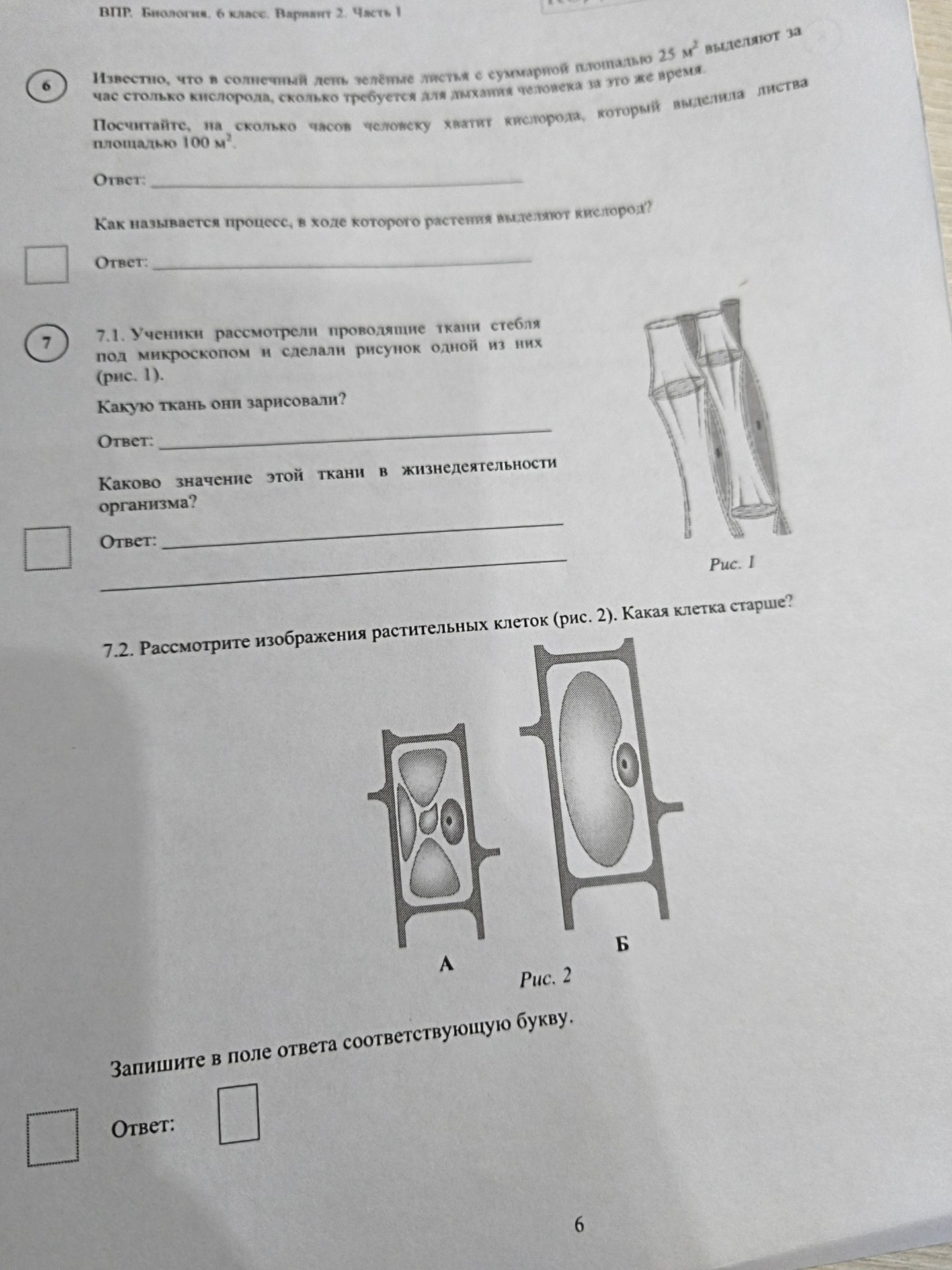 Фото задания: 7.2. Рассмотрите изображения растительных клеток (рис. 2). Какая клетка старше?
