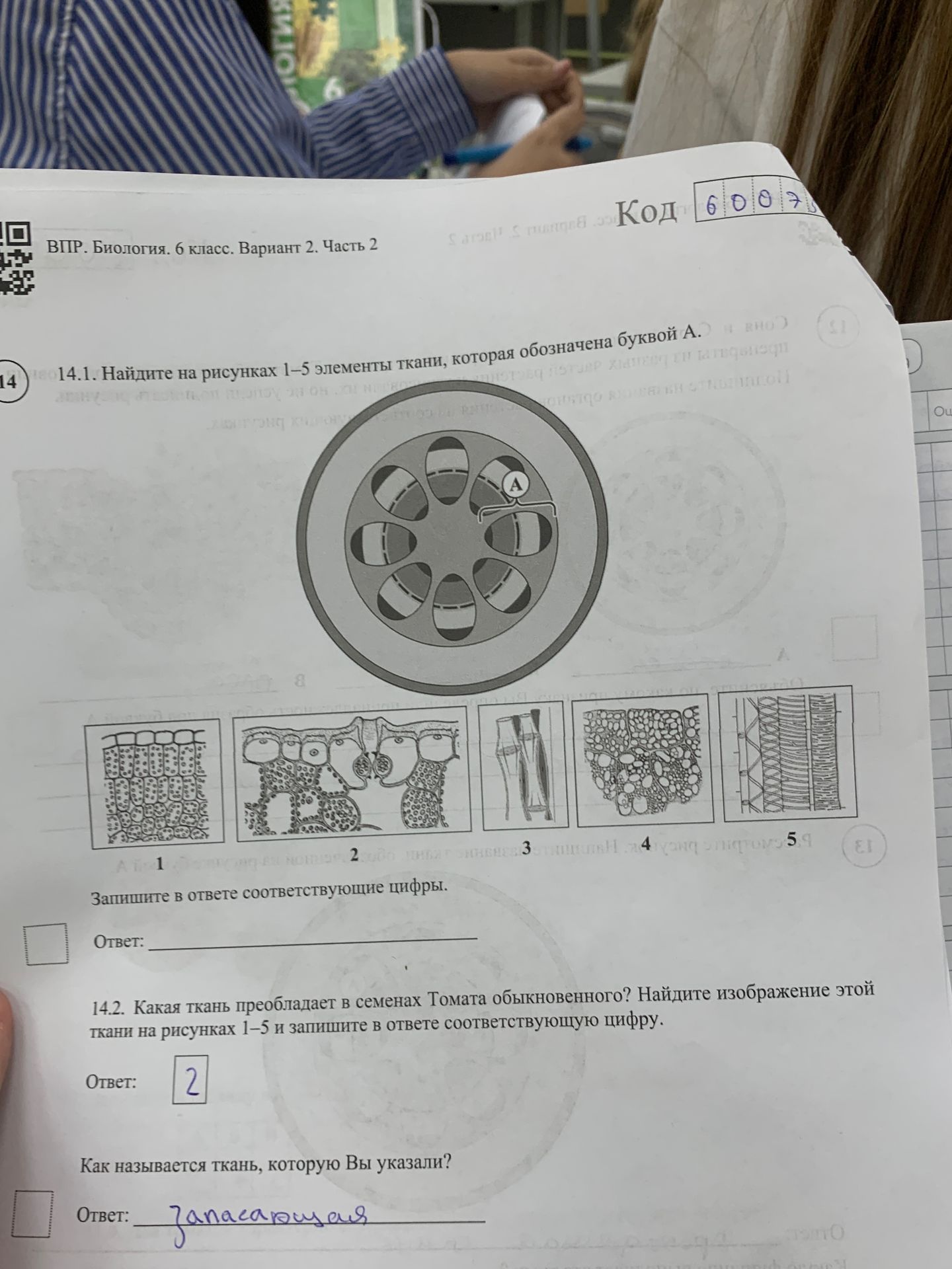 Фото задания: 14.2. Какая ткань преобладает в семенах Томата обыкновенного? Найдите изображение этой ткани на рисунках 1–5 и запишите в…