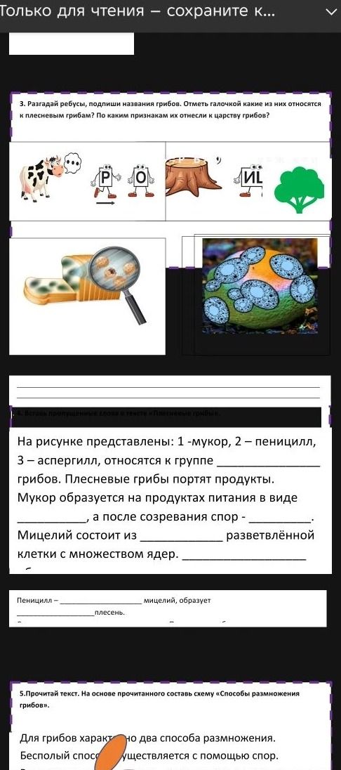 Фото задания: 3. Разгадай ребусы, подпиши названия грибов. Отметь галочкой какие из них относятся к плесневым грибам? По каким признакам их…