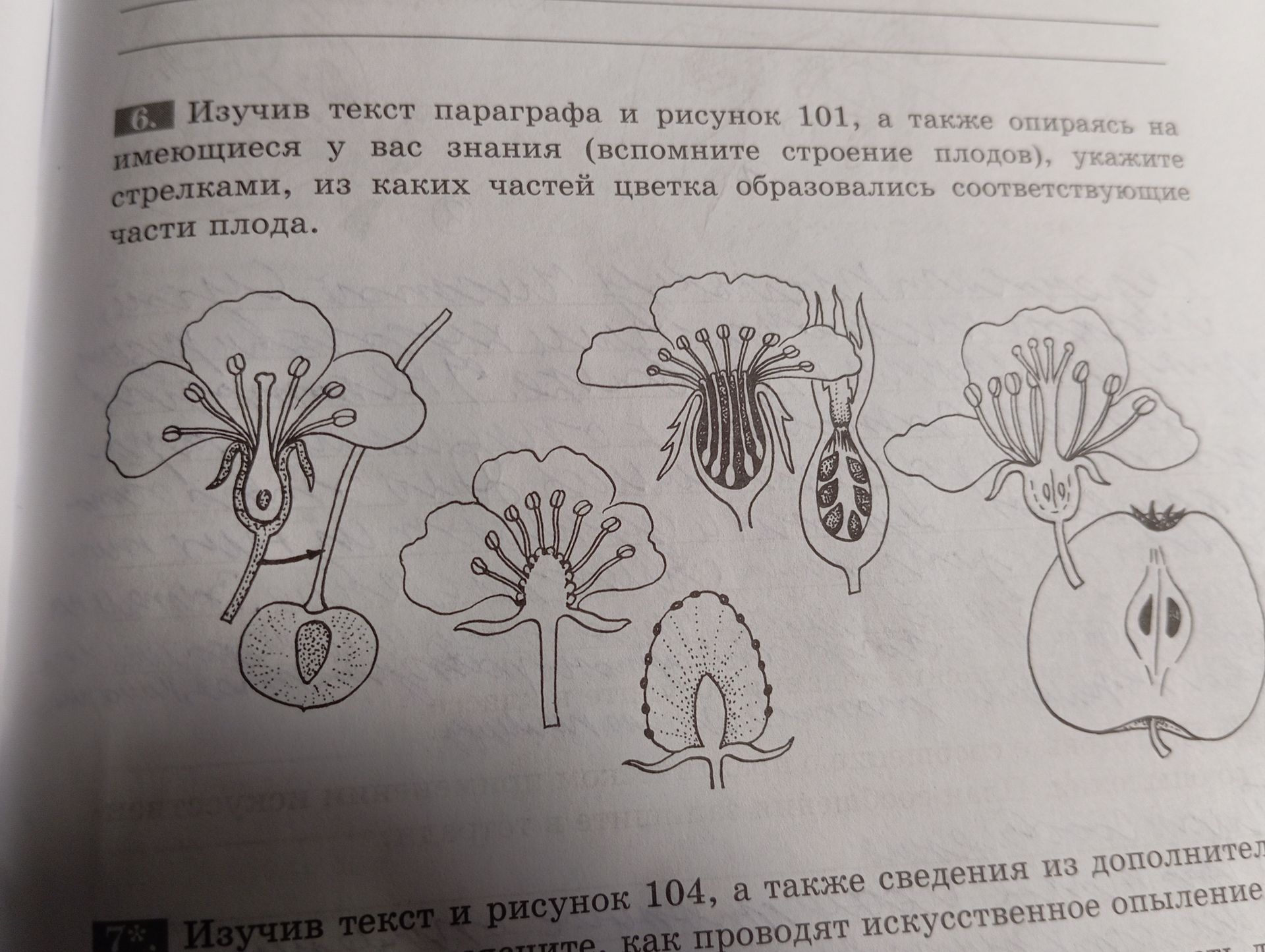 Фото задания: 7. Изучив текст и рисунок 104, а также сведения из дополнитель...