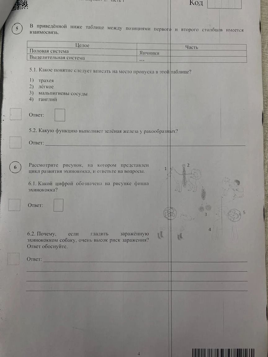 Фото задания: Рассмотрите рисунок, на котором представлен цикл развития эхинококка, и ответьте на вопросы.