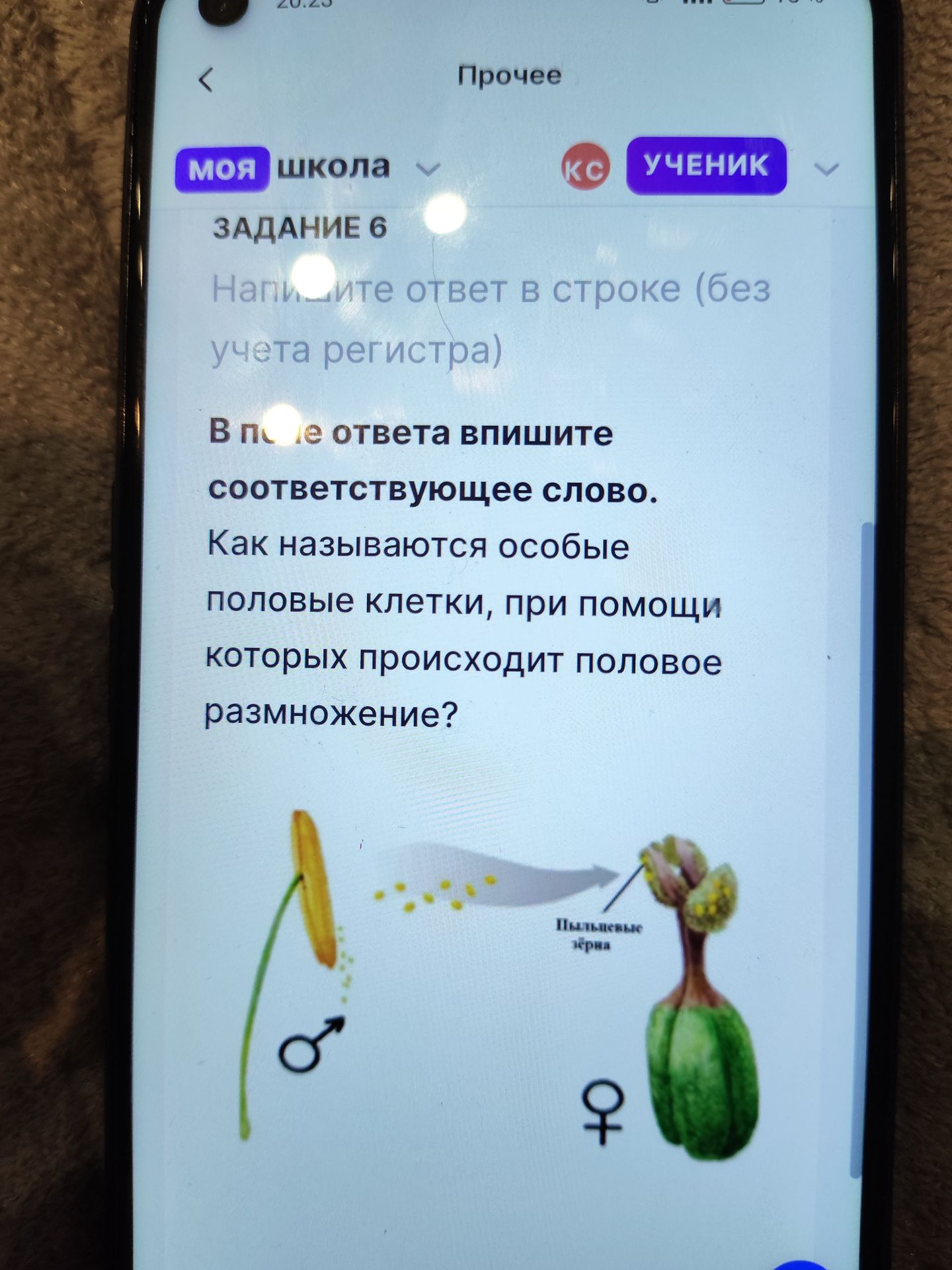 Фото задания: Как называются особые половые клетки, при помощи которых происходит половое размножение?
