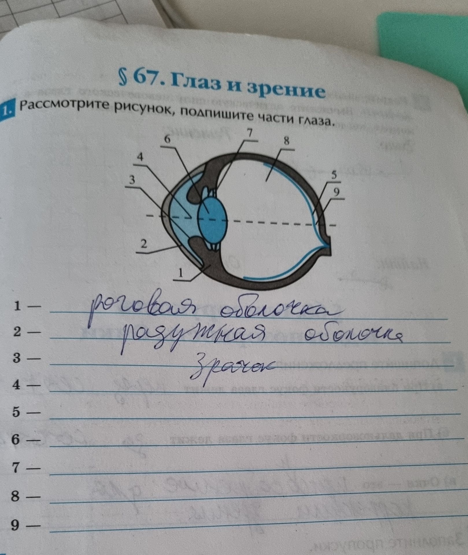 Фото задания: § 67. Глаз и зрение 1. Рассмотрите рисунок, подпишите части глаза.