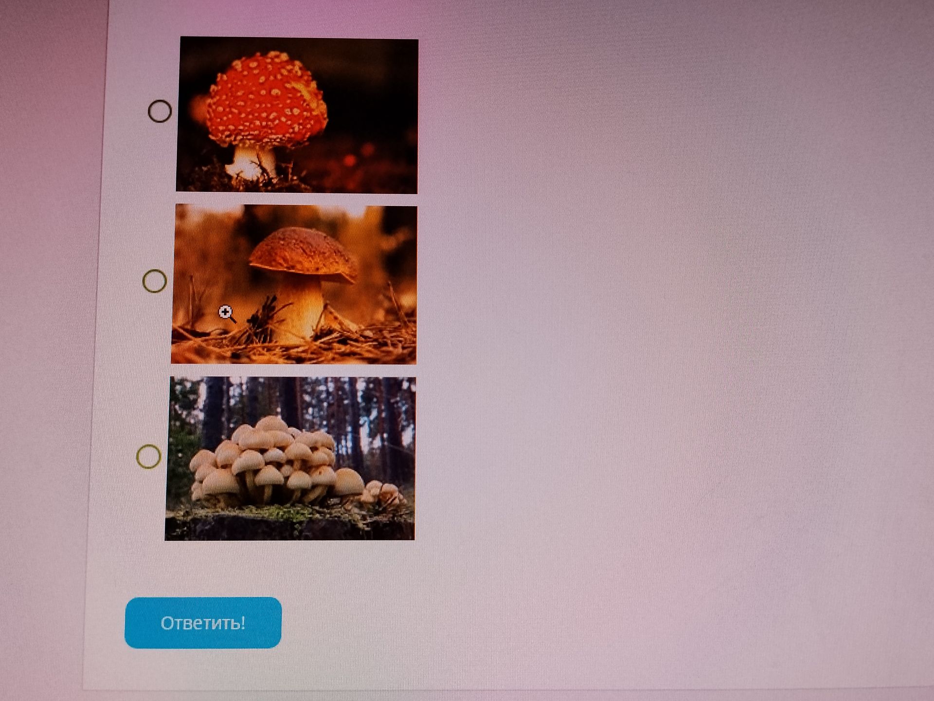 Фото задания: What is the name of this mushroom?