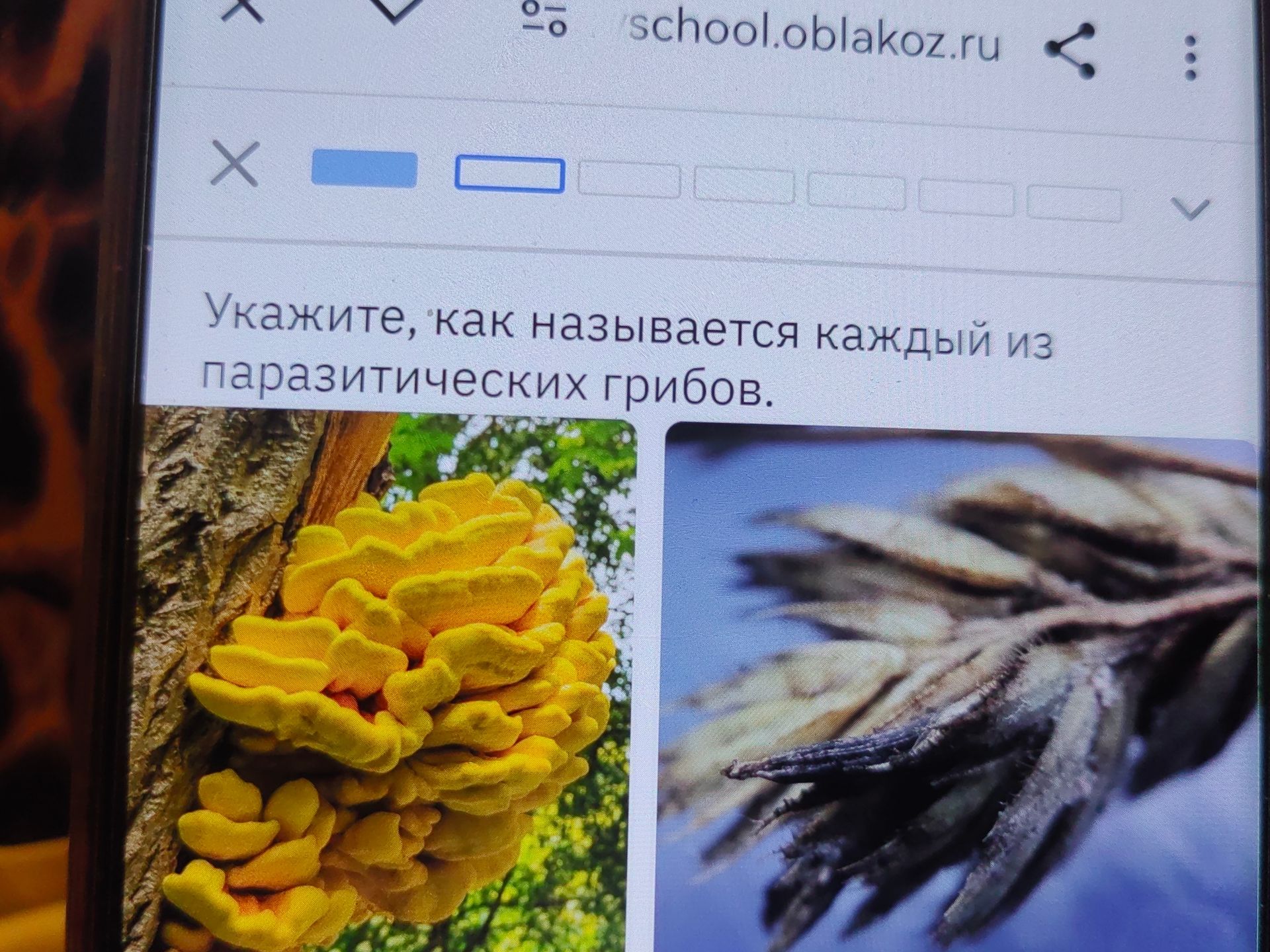 Фото задания: Укажите, как называется каждый из паразитических грибов.