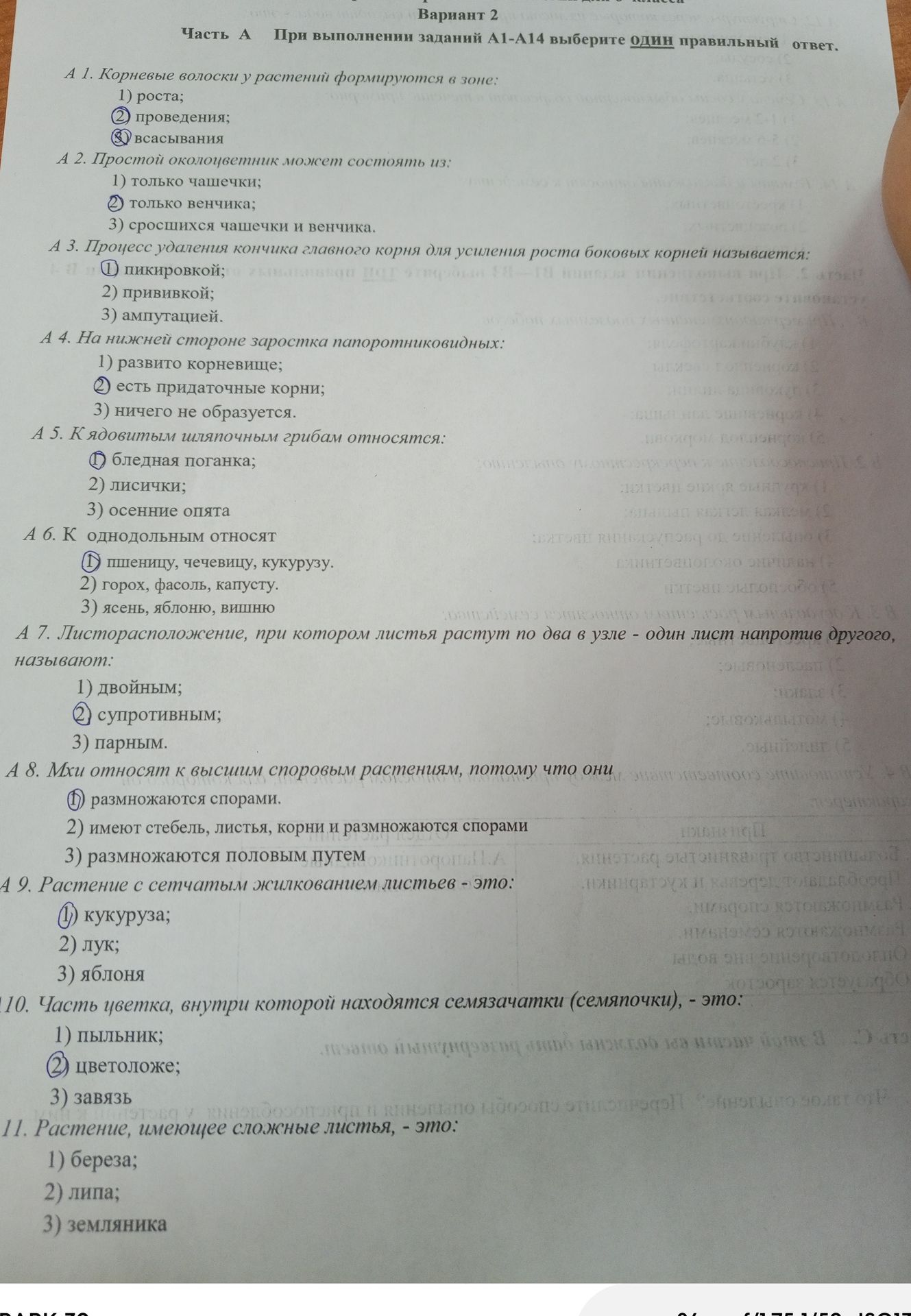 Фото задания: А 9. Растение с сетчатым жилкованием листьев - это: 1) кукуруза; 2) лук; 3) яблоня